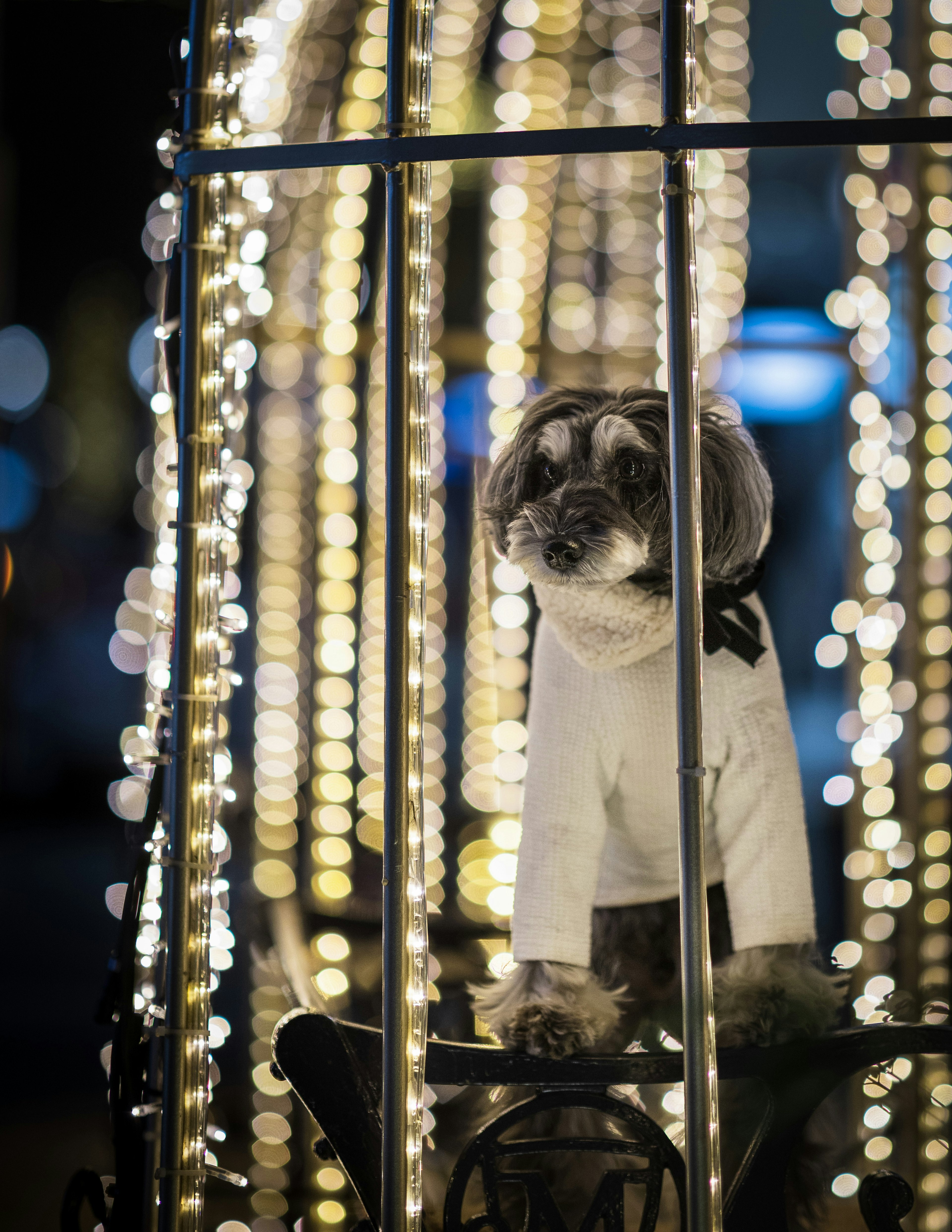 Seekor anjing mengenakan pakaian putih dikelilingi oleh lampu hias