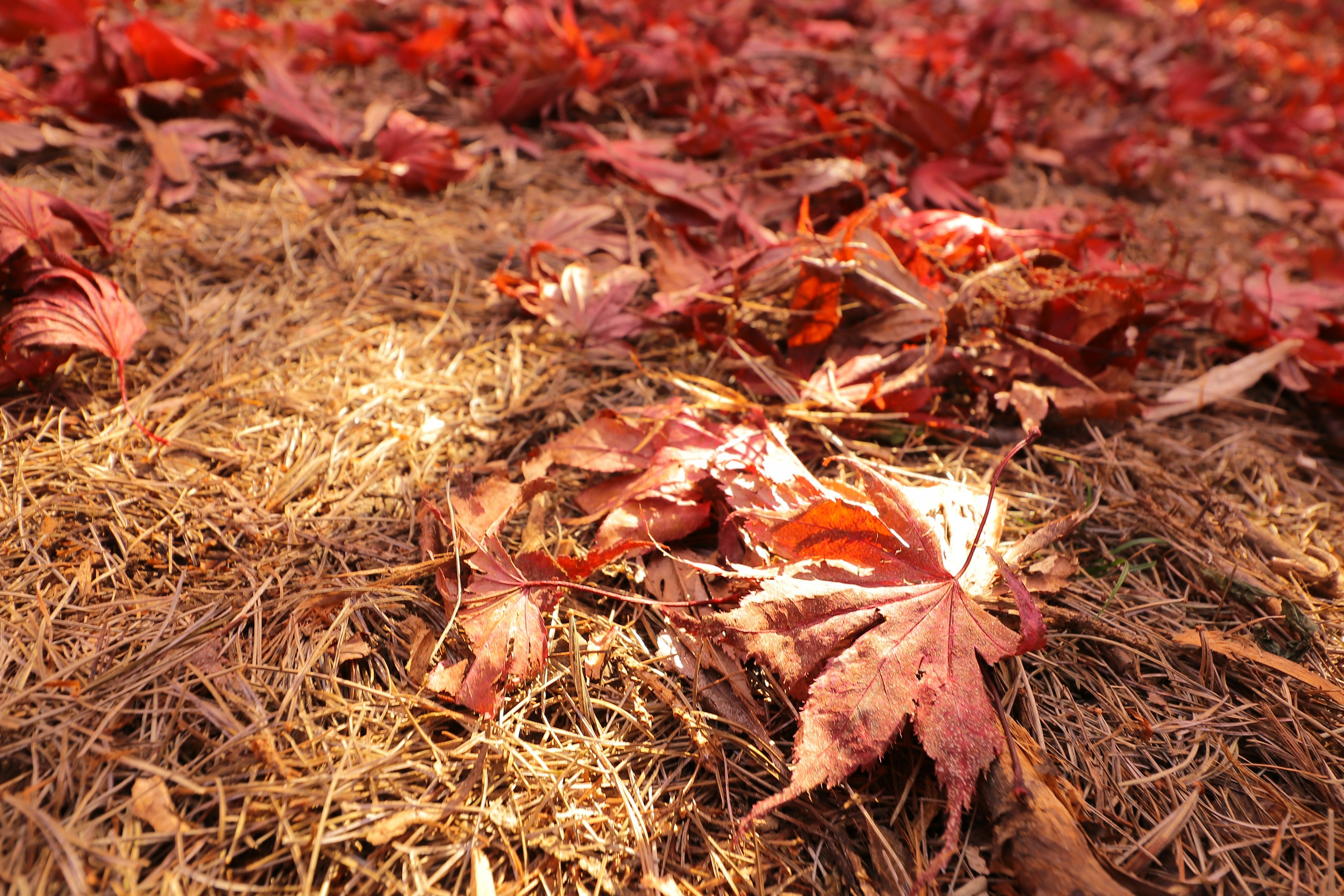 Scena autunnale con foglie rosse sparse sul terreno