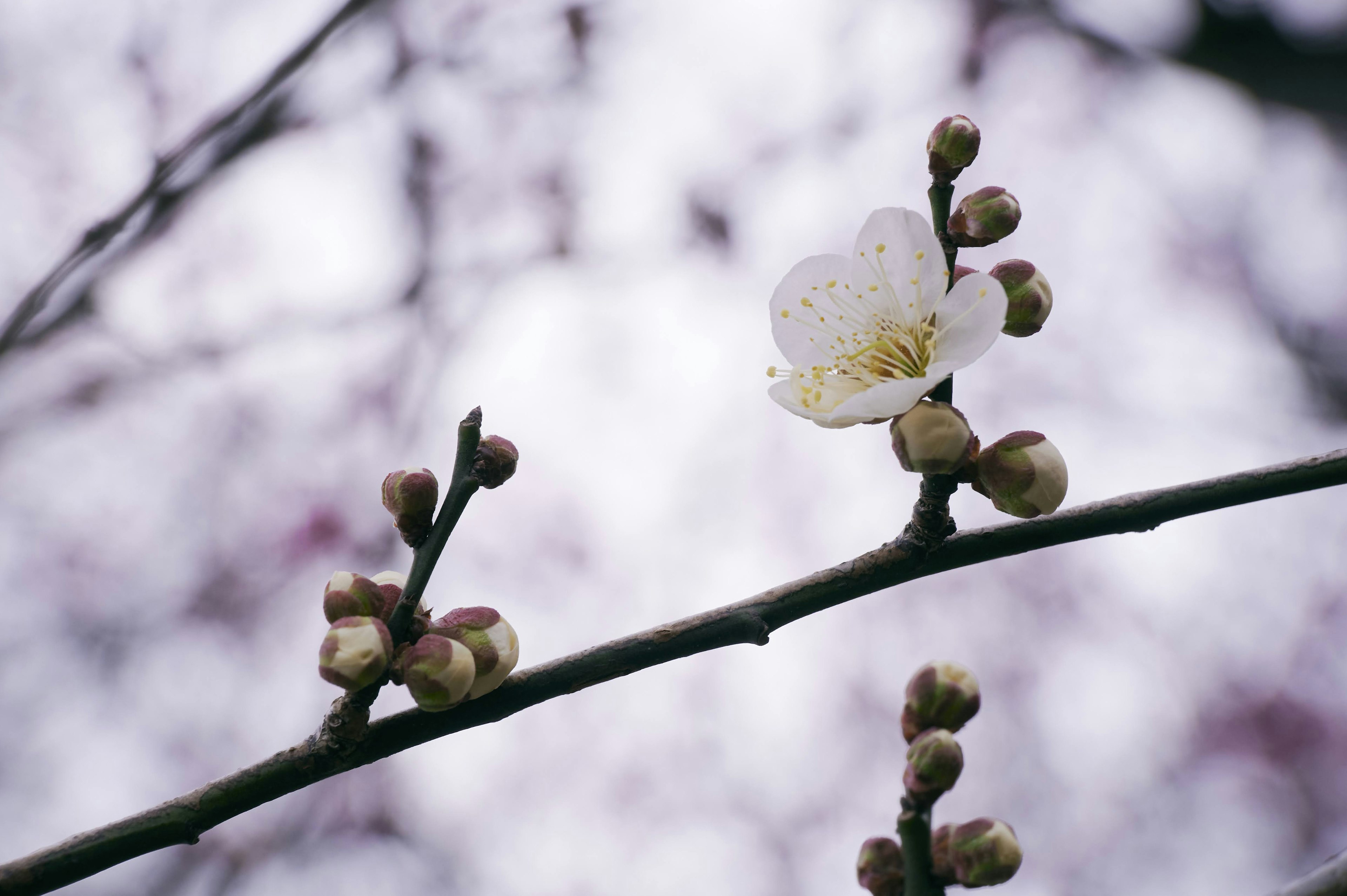 Branch of plum tree with white flower and buds