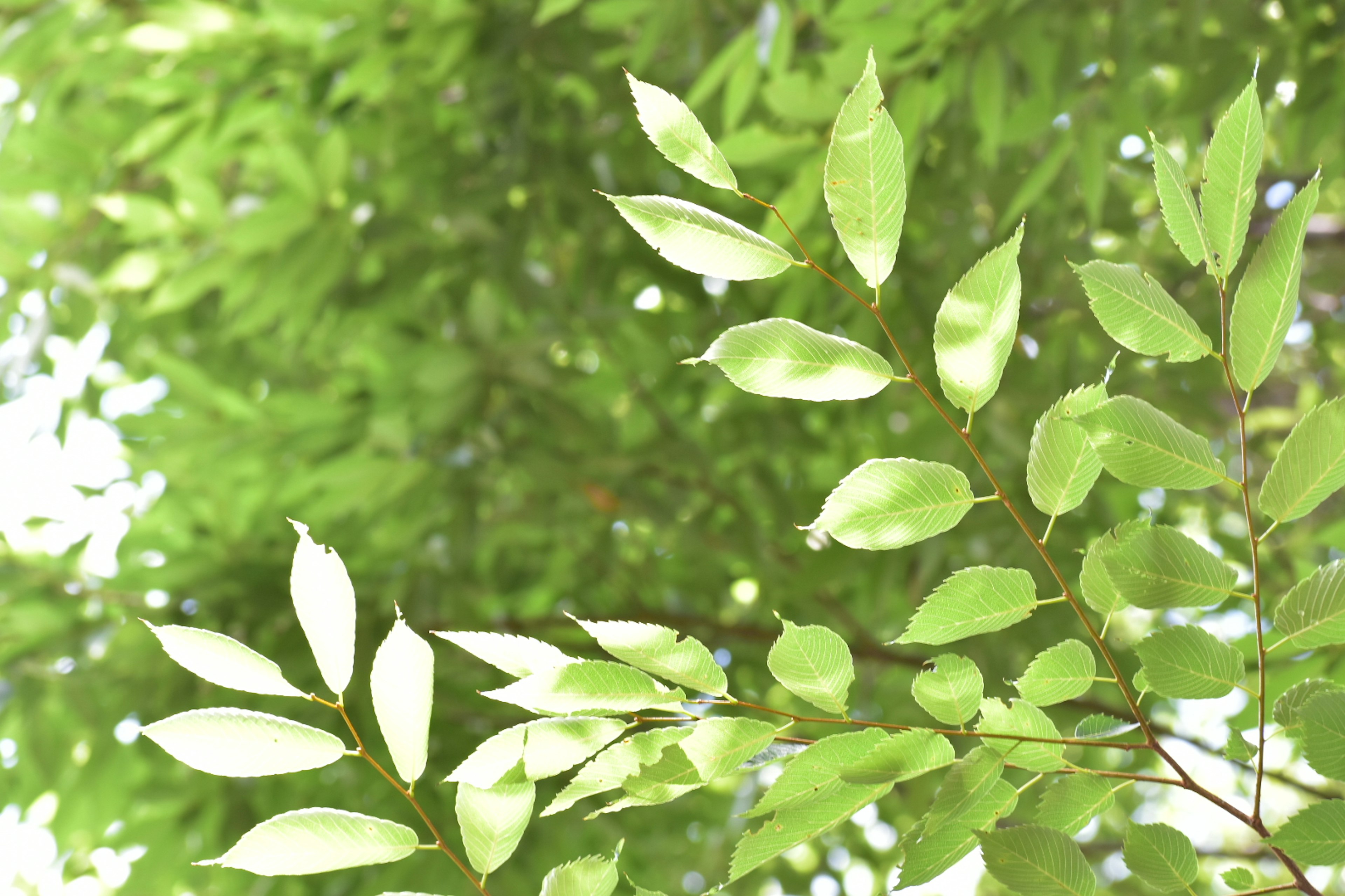 Acercamiento de hojas verdes en una rama de árbol