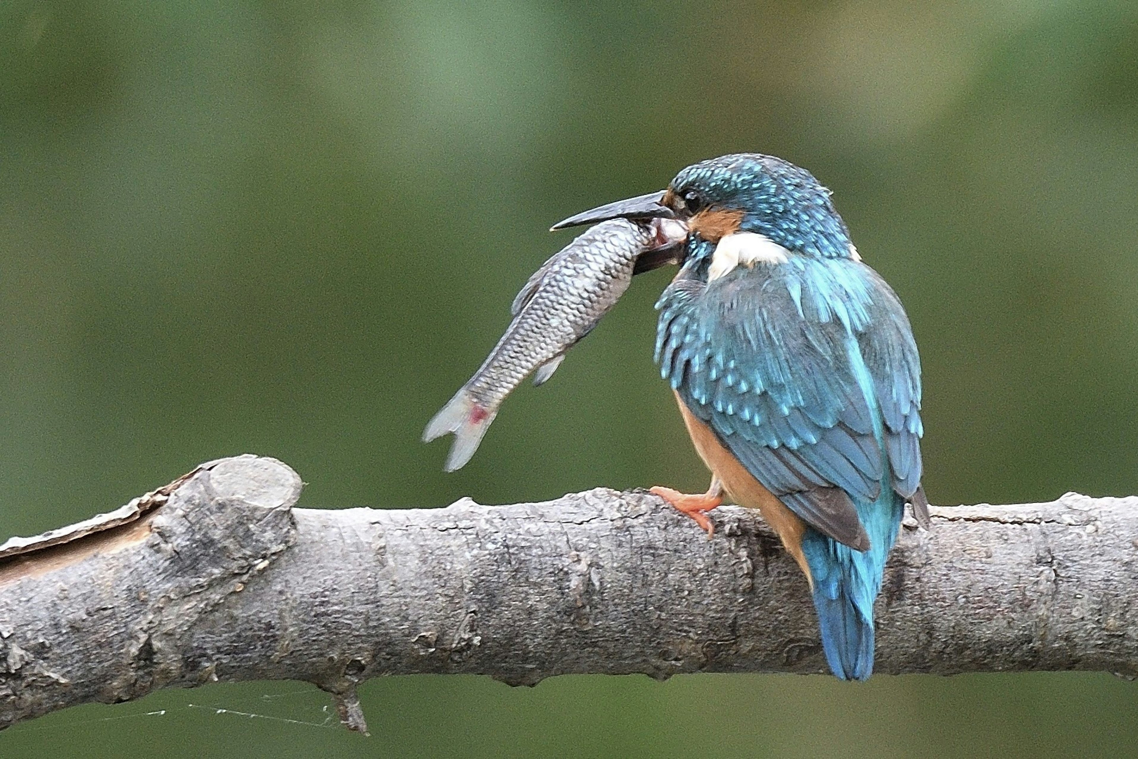 A blue-feathered kingfisher holding a fish