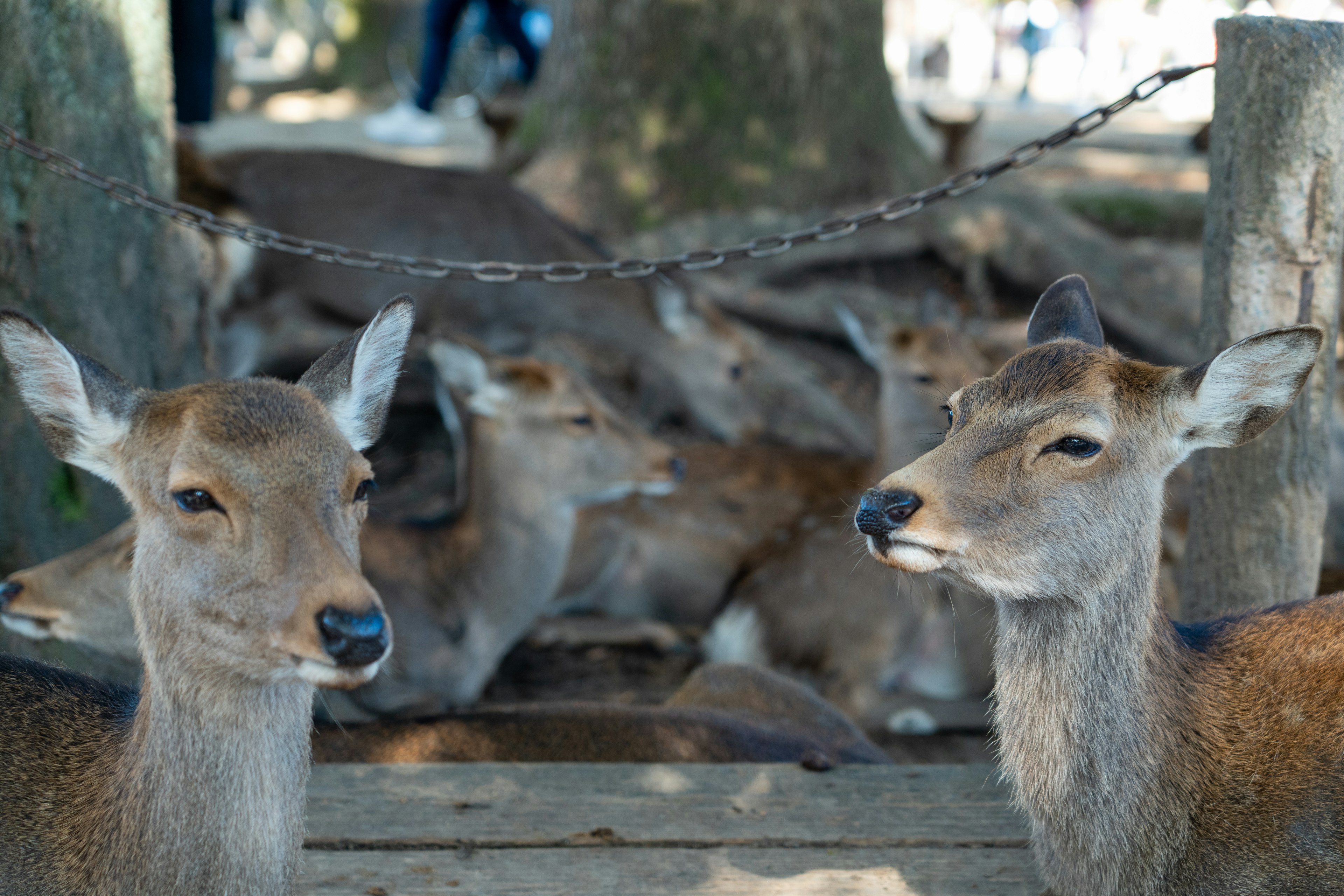 Deux cerfs proches l'un de l'autre avec d'autres cerfs en arrière-plan