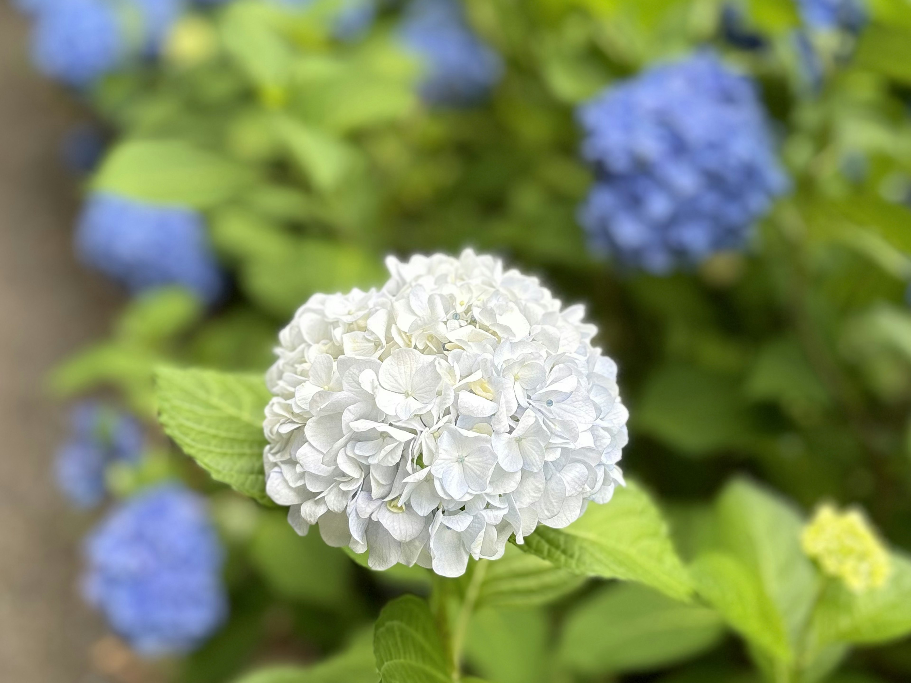 Weiße Hortensienblüte mit blauen Hortensien im Hintergrund