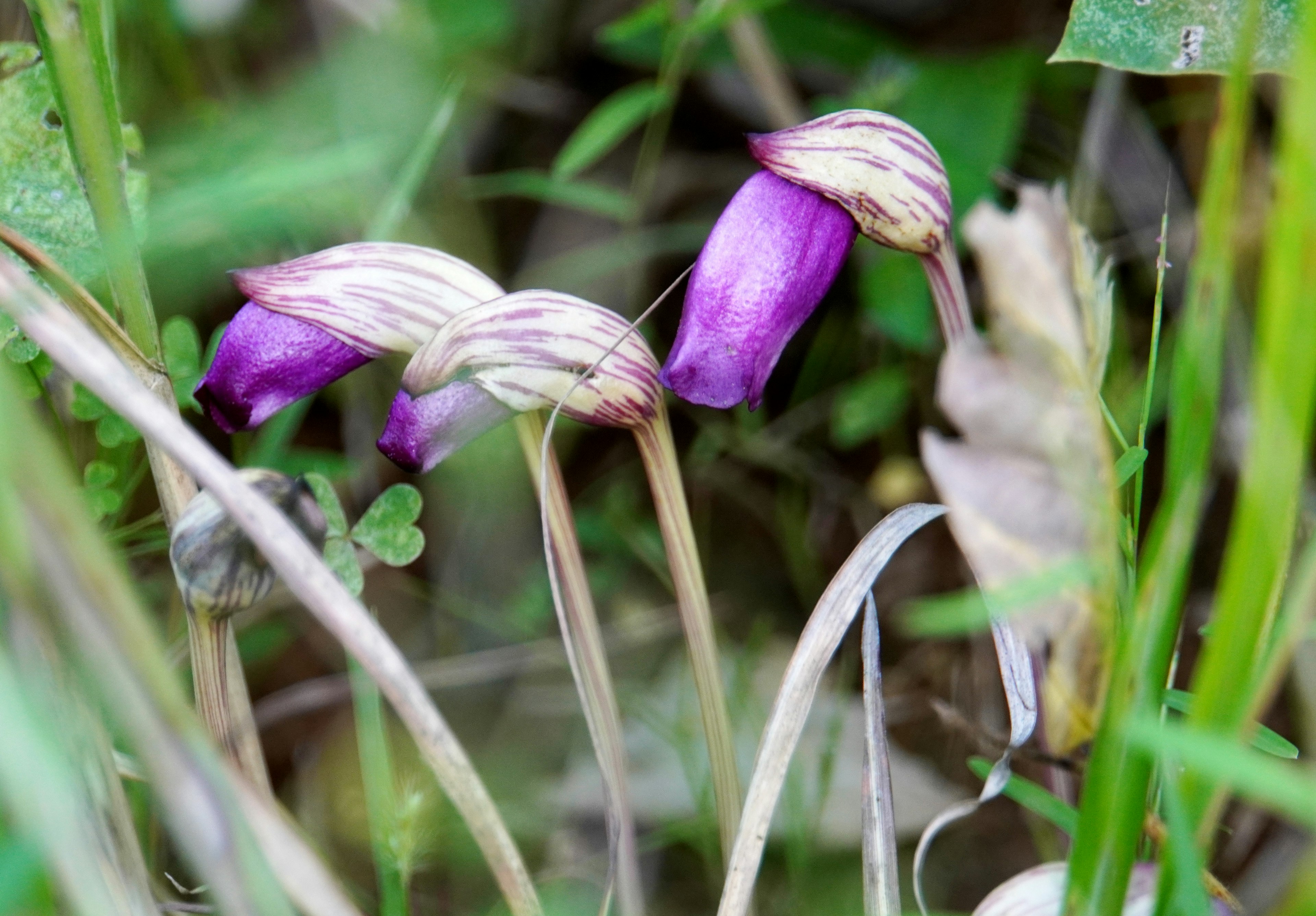 Grupo de plantas con flores moradas entre la hierba