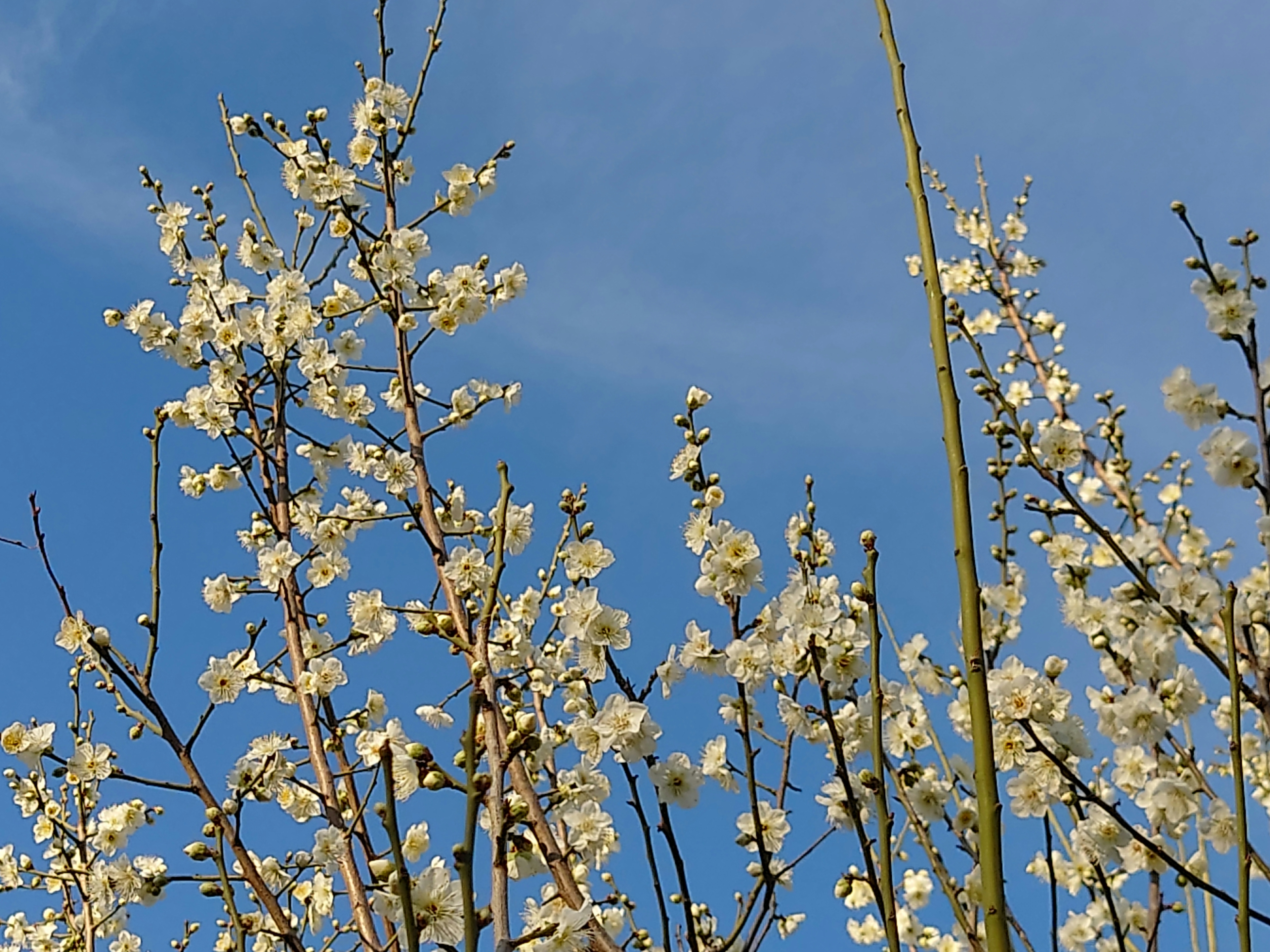 Branches of white flowering trees against a blue sky