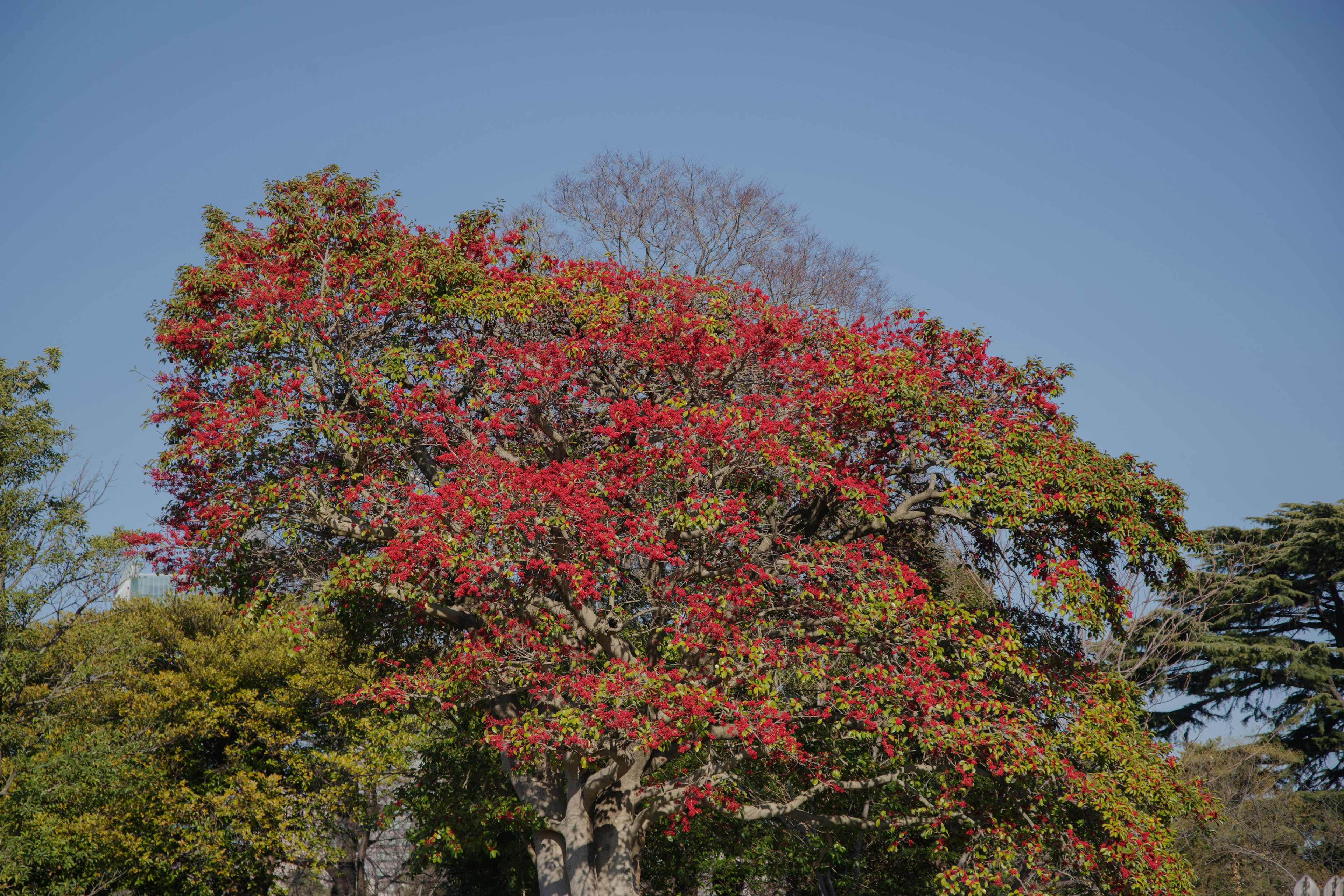 Un grande albero con foglie rosse vivaci contro un cielo blu chiaro