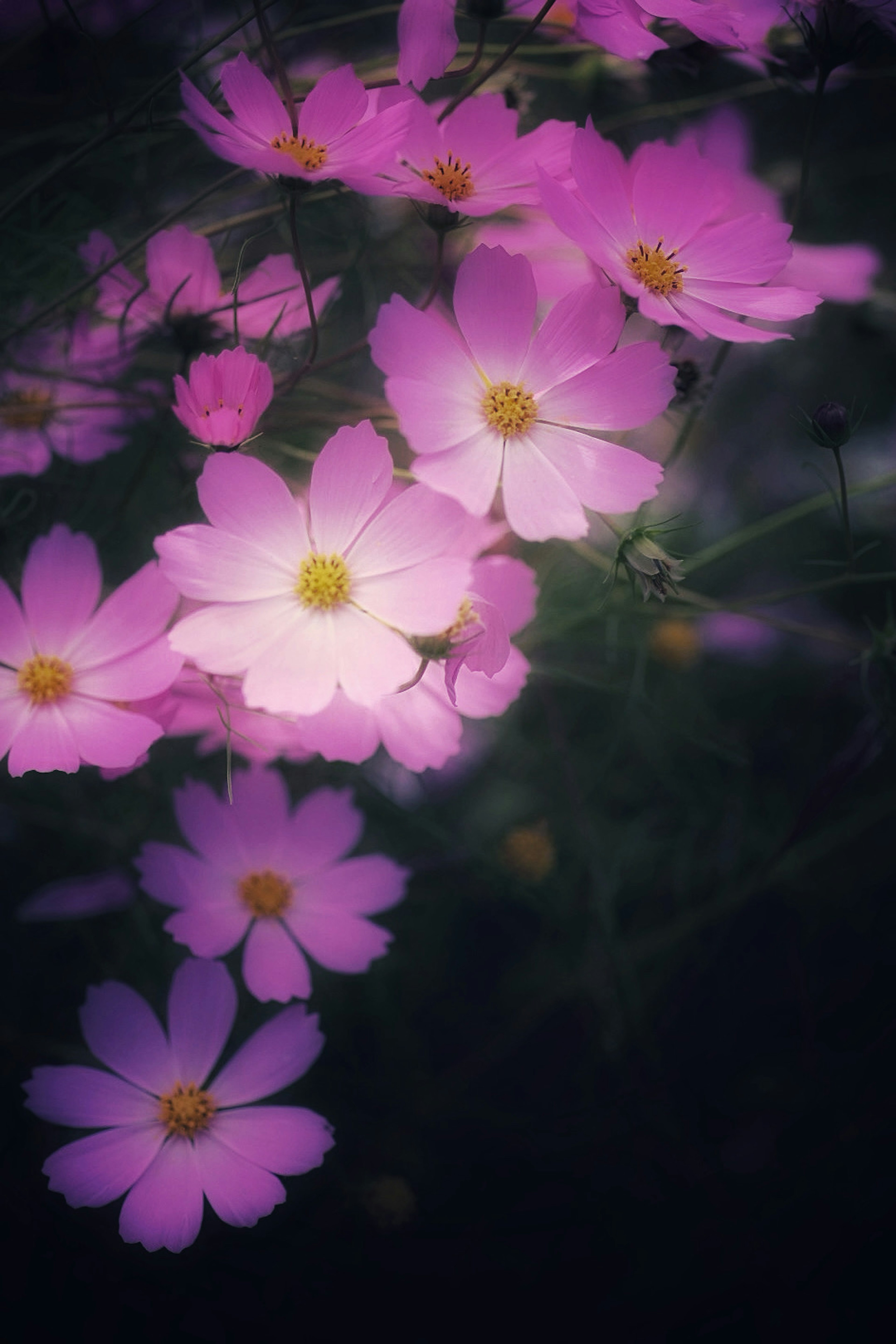 Bella immagine di fiori rosa chiaro con sfondo sfocato