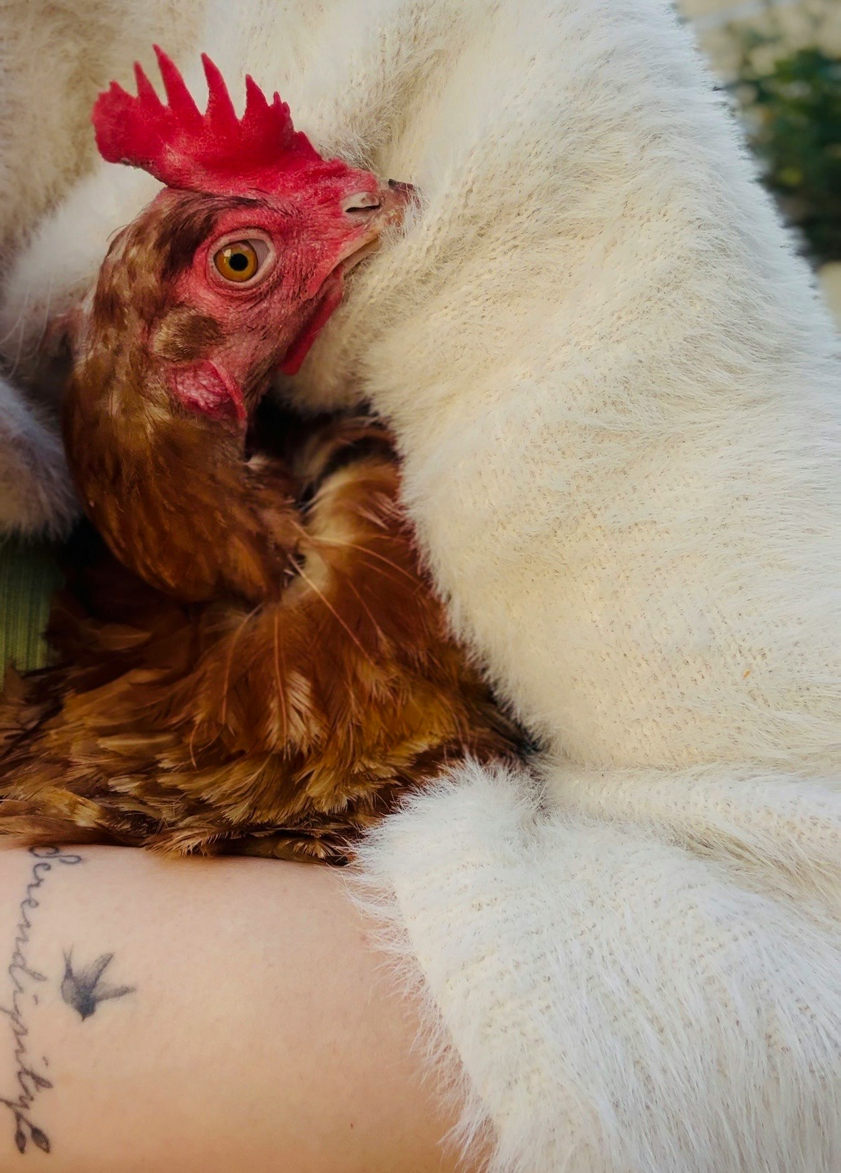 A woman holding a chicken with a tattoo on her arm