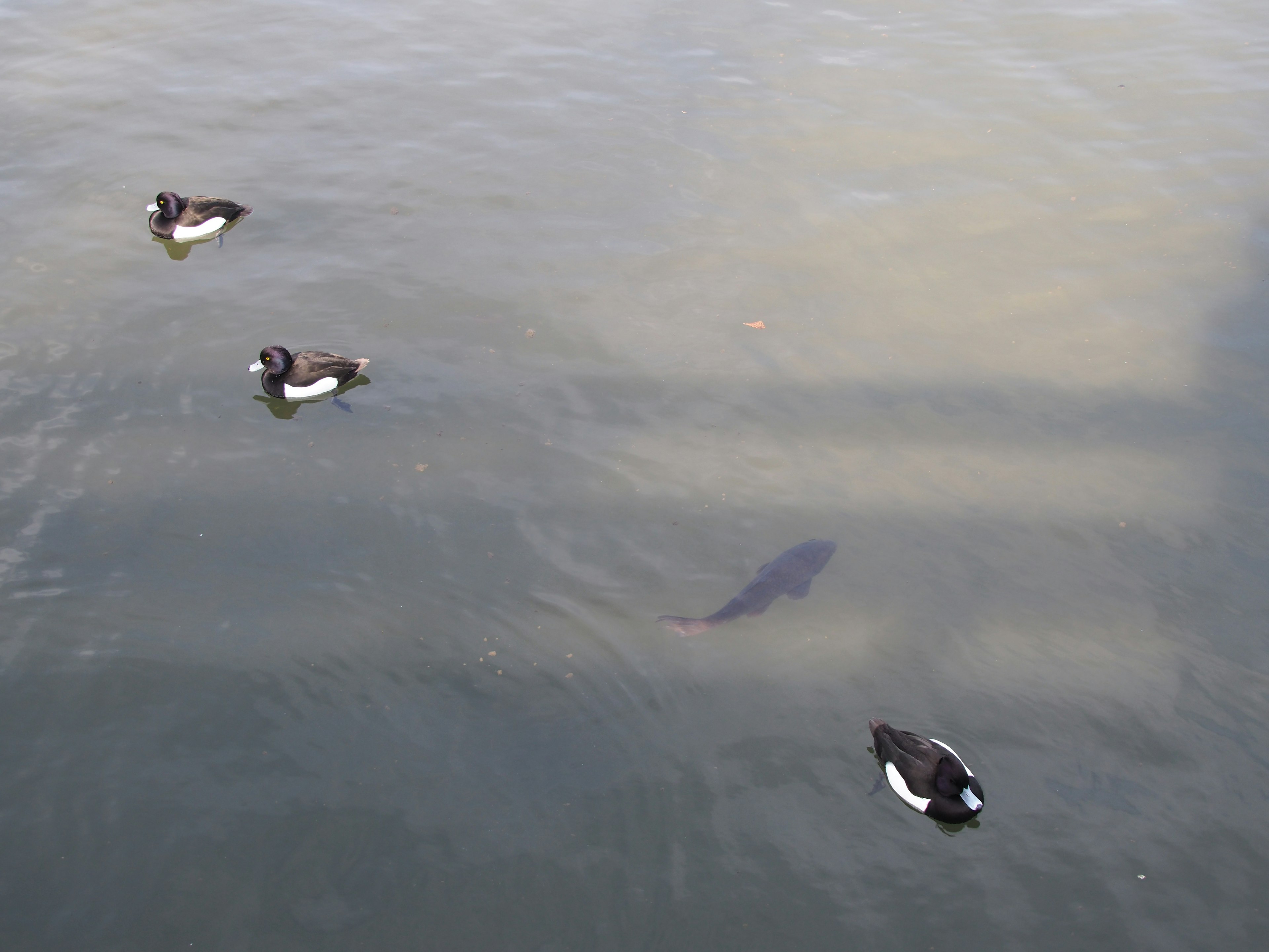 Bebek berenang di air dengan ikan di bawahnya