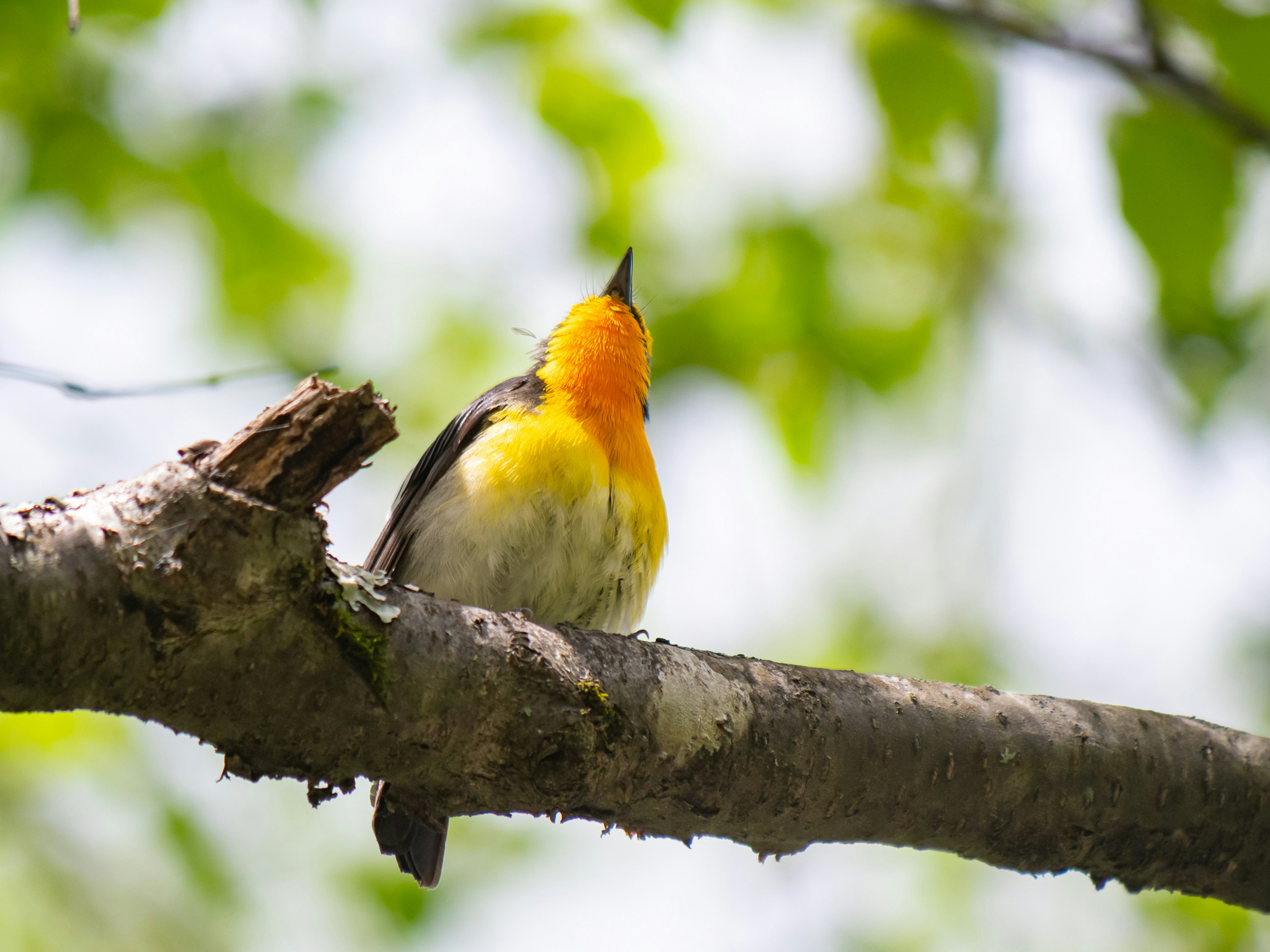 Un petit oiseau avec une poitrine orange perché sur une branche