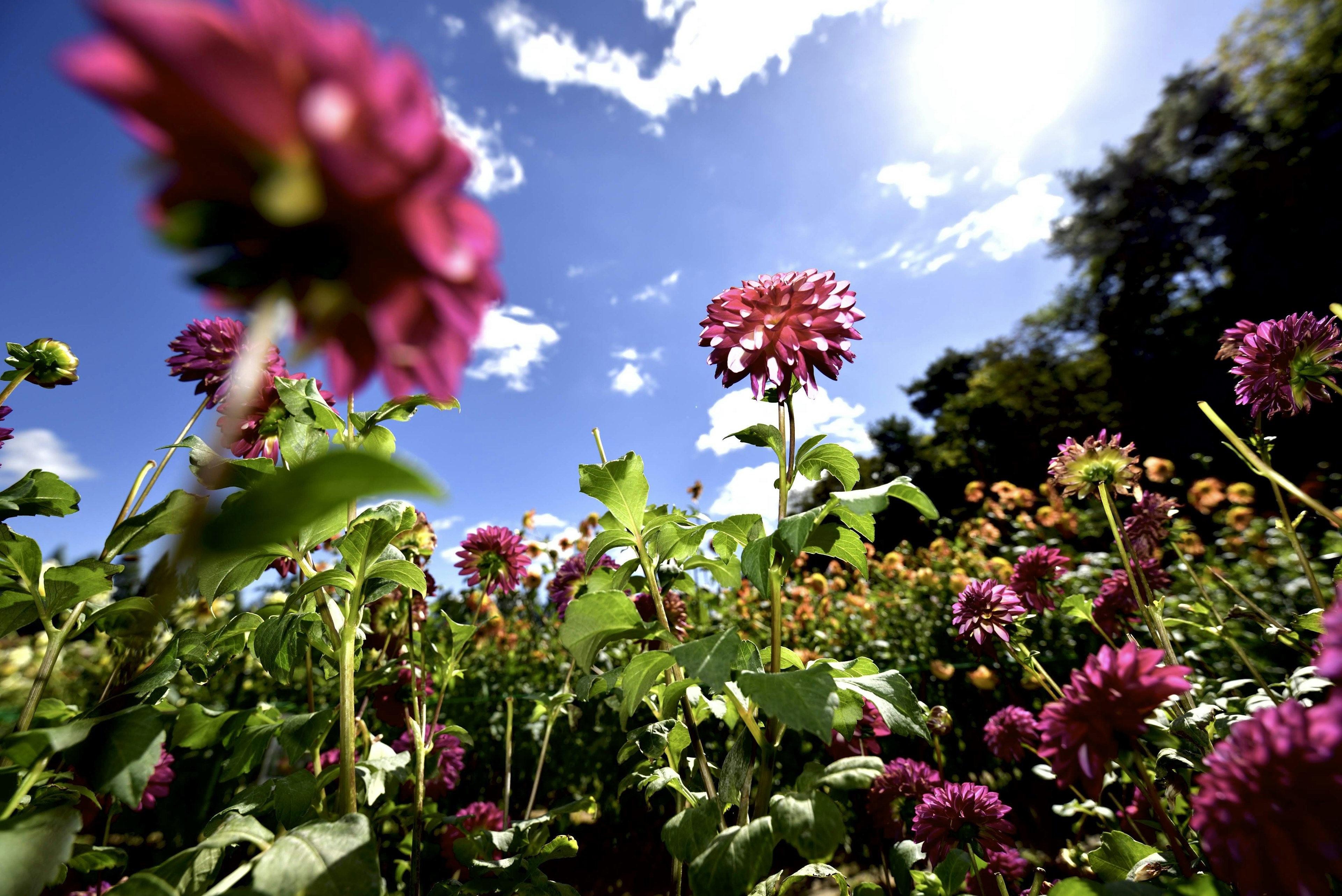 Close-up of colorful flowers blooming under a blue sky