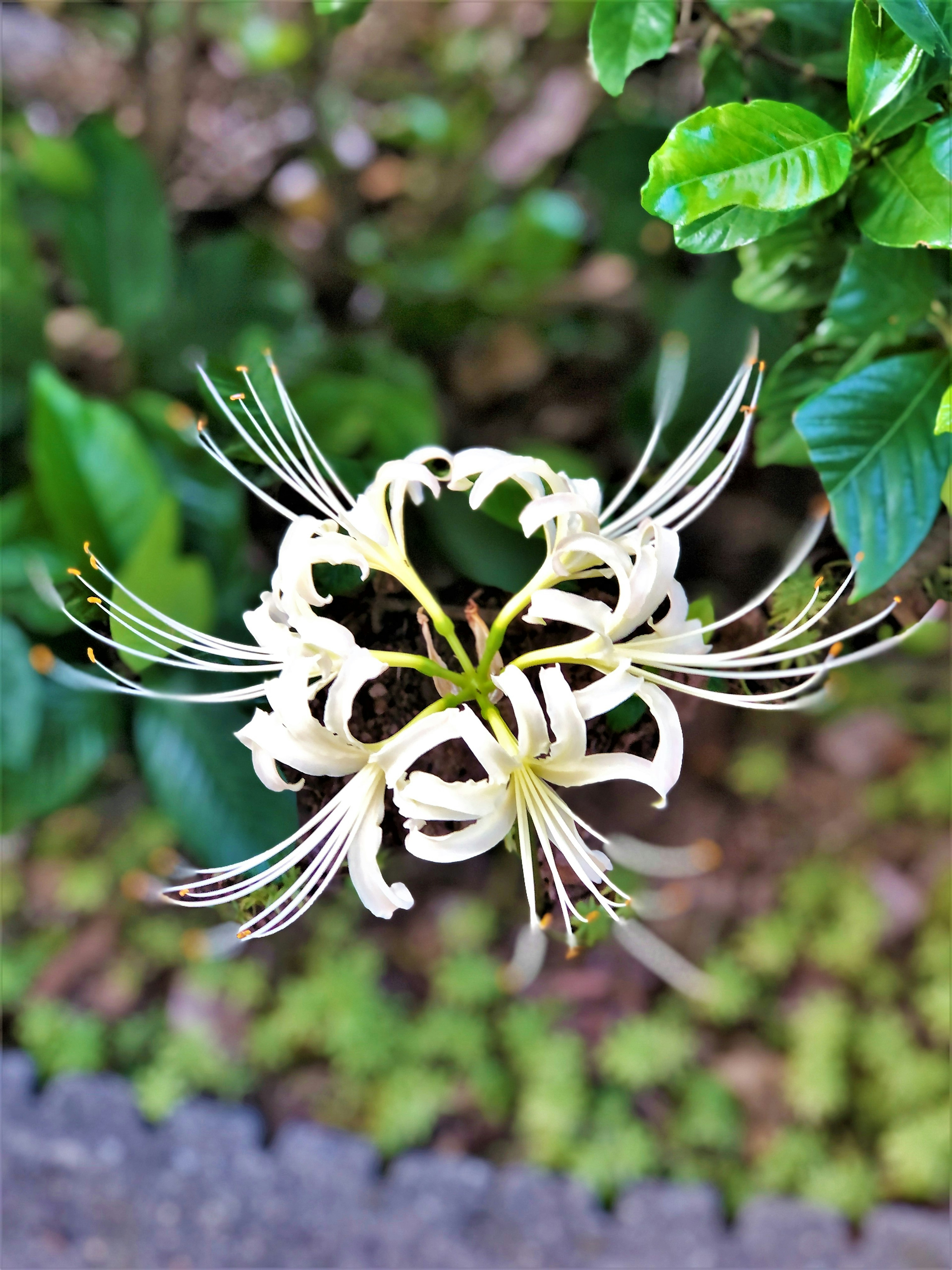 Nahaufnahme einer weißen Blume mit langen Blütenblättern umgeben von grünen Blättern