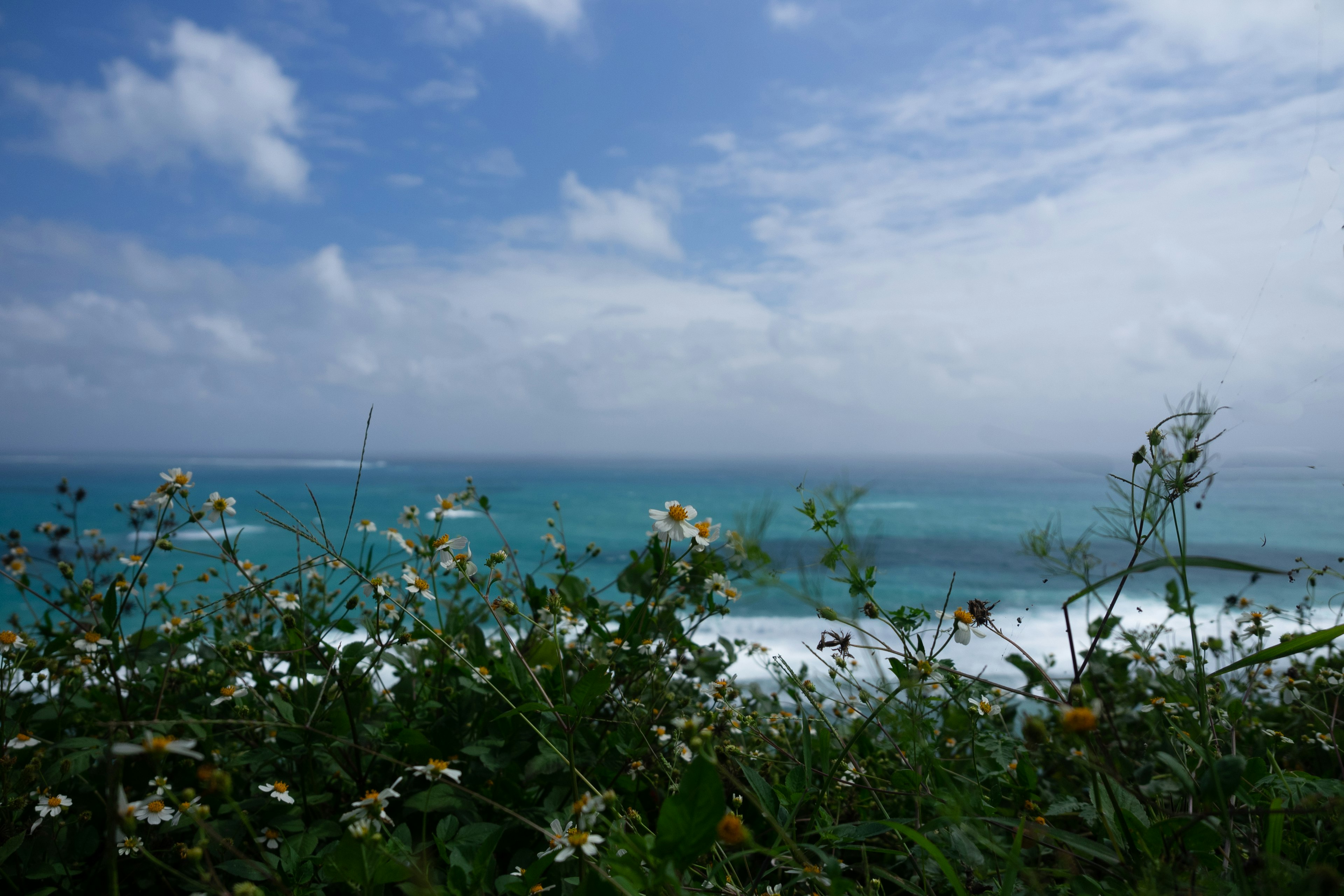 青い海と白い花が咲く草原の風景