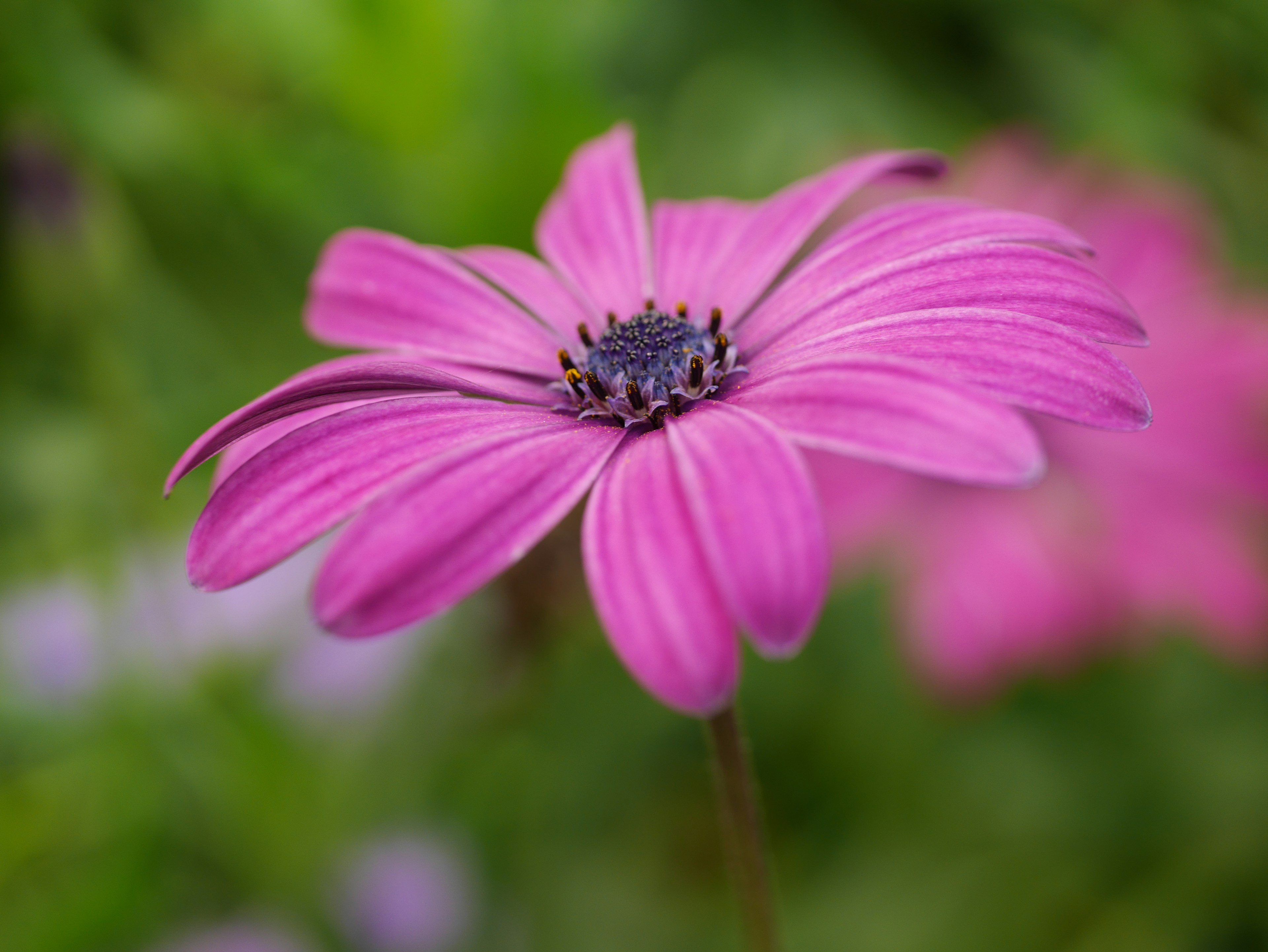 Fiore rosa vibrante con un centro scuro su sfondo verde