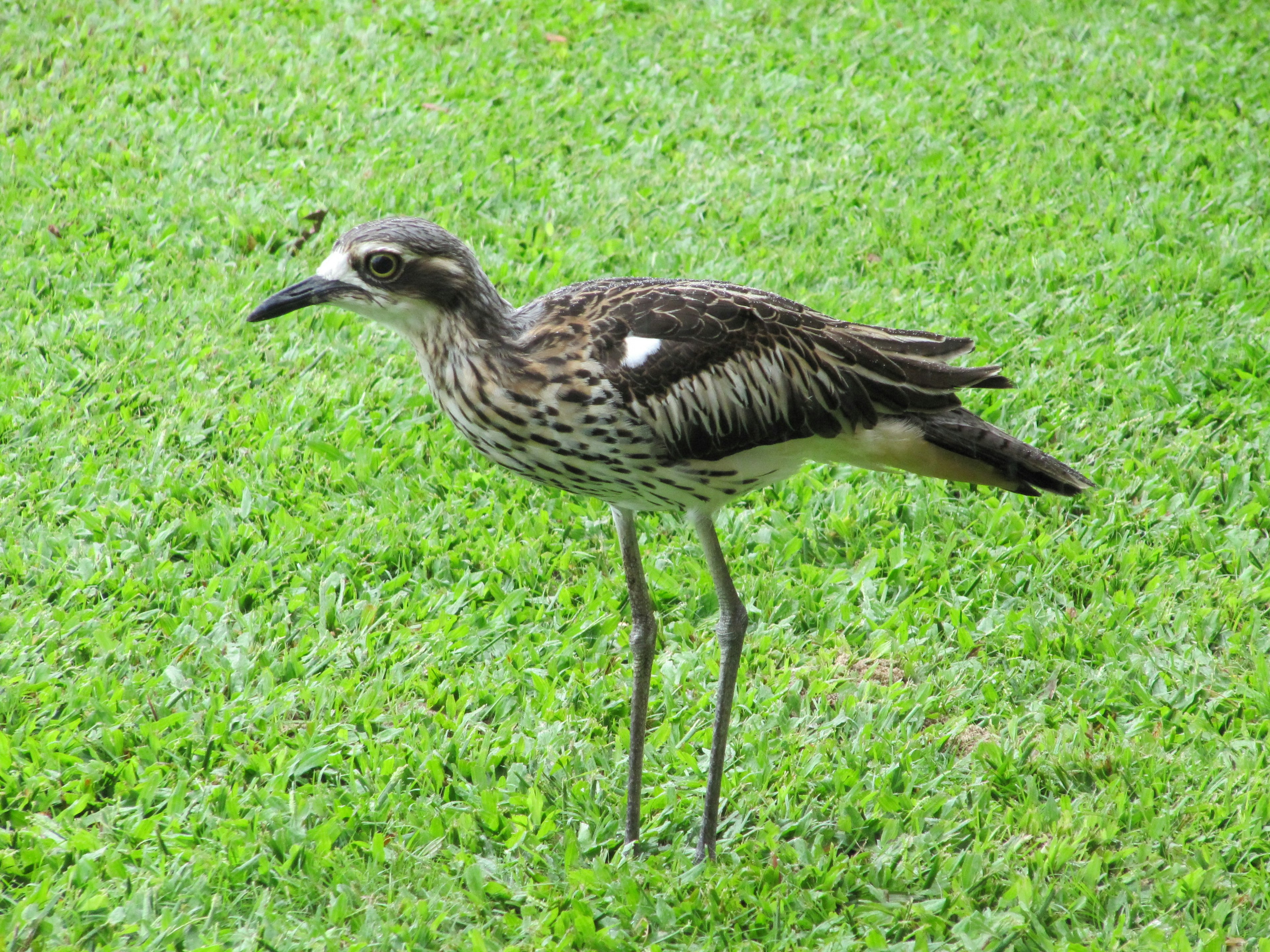 Un pájaro de patas delgadas de pie sobre hierba verde