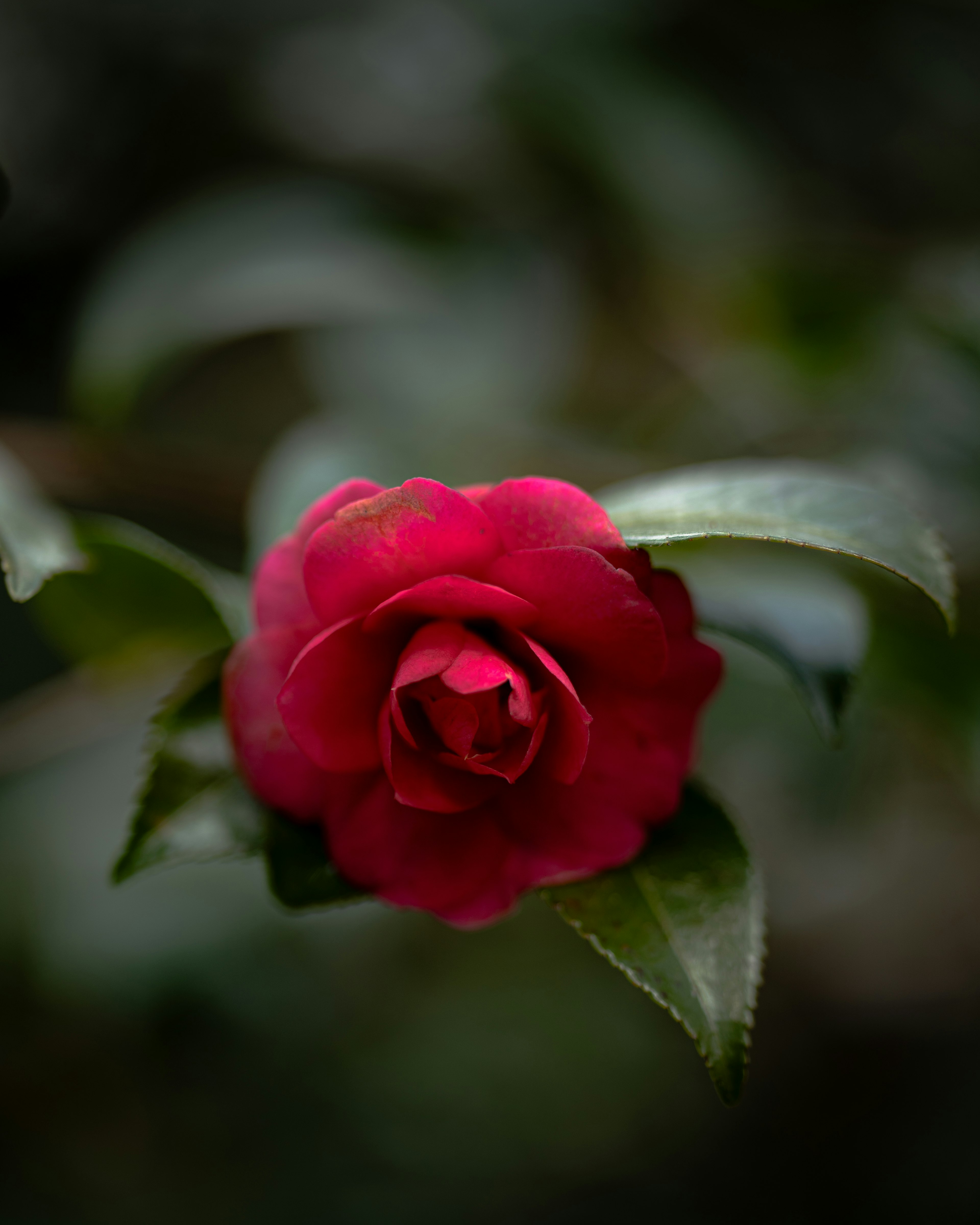 Fleur de camélia rouge vif entourée de feuilles vertes