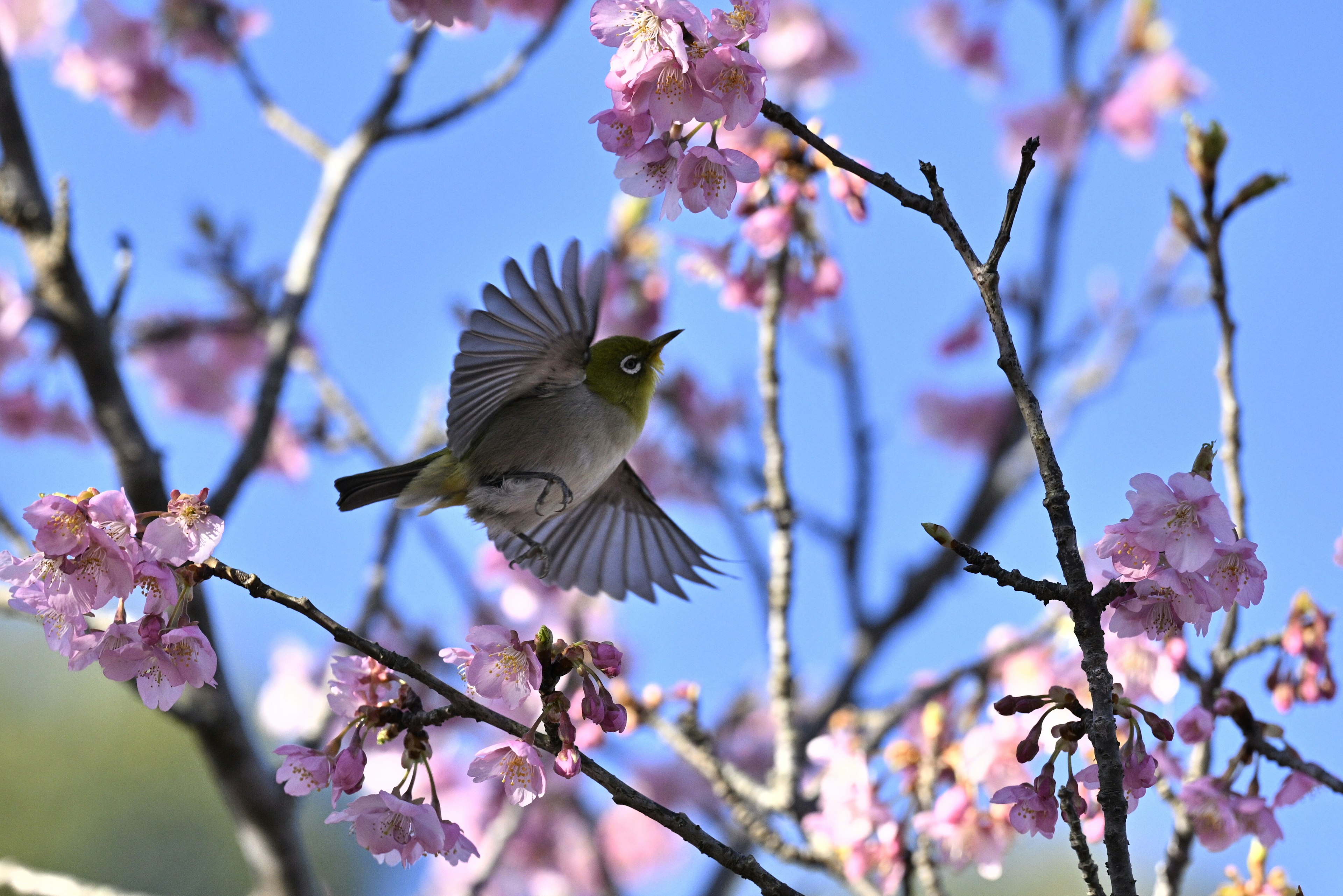 Un piccolo uccello che vola tra i fiori di ciliegio contro un cielo blu