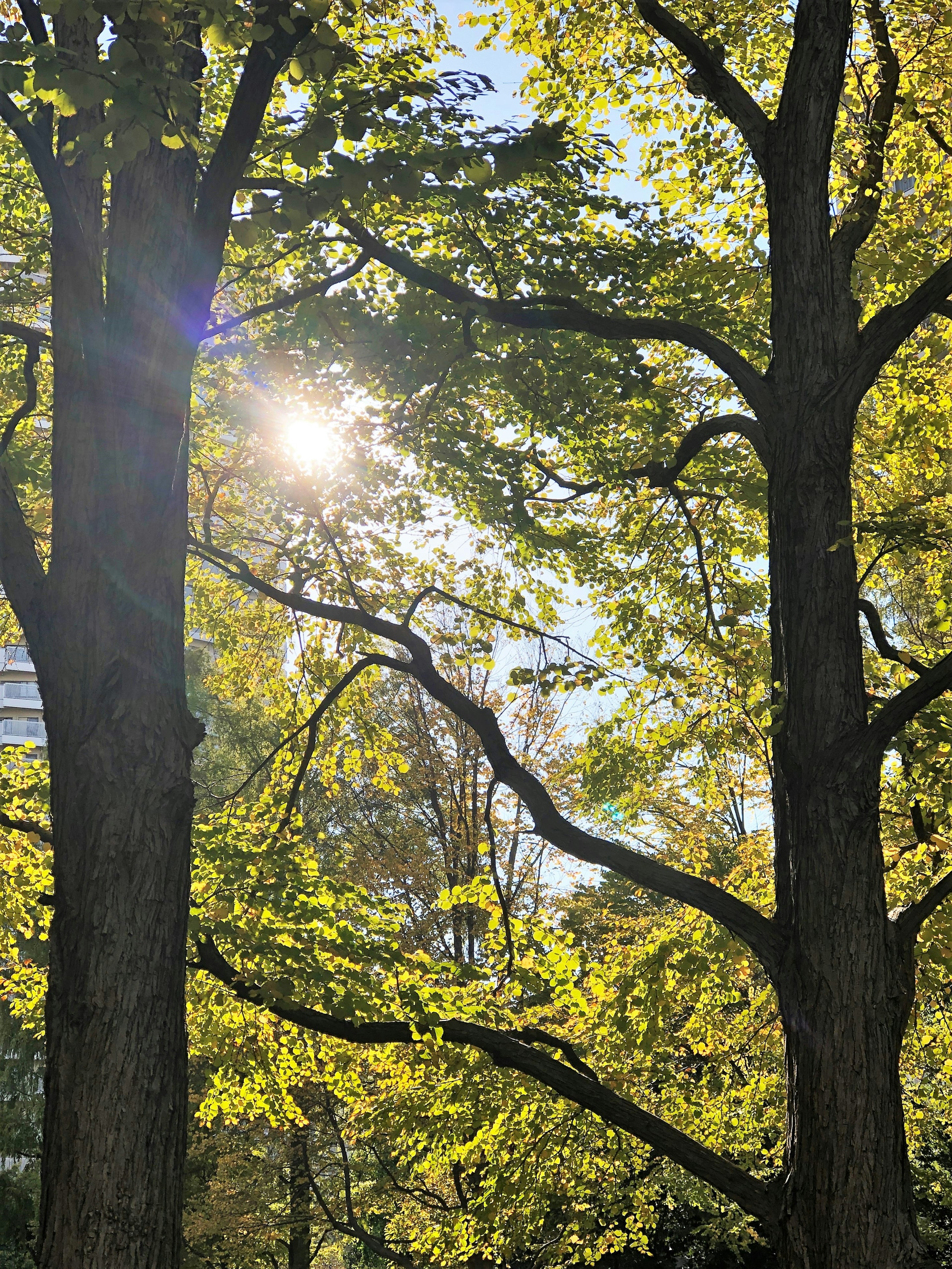 Due alberi con foglie verdi e la luce del sole che filtra tra i loro rami