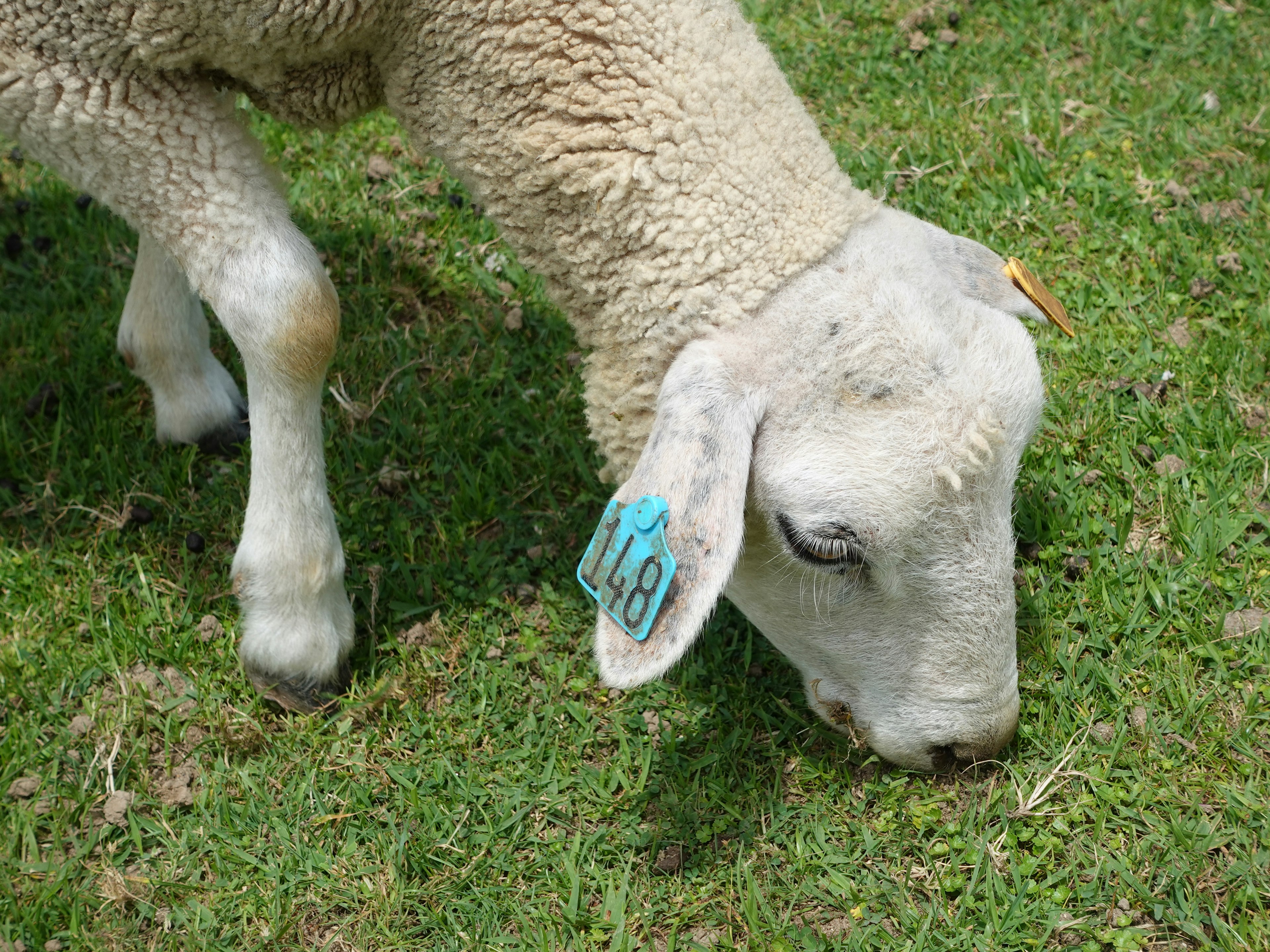 Gros plan d'un mouton en train de paître avec une étiquette d'oreille bleue