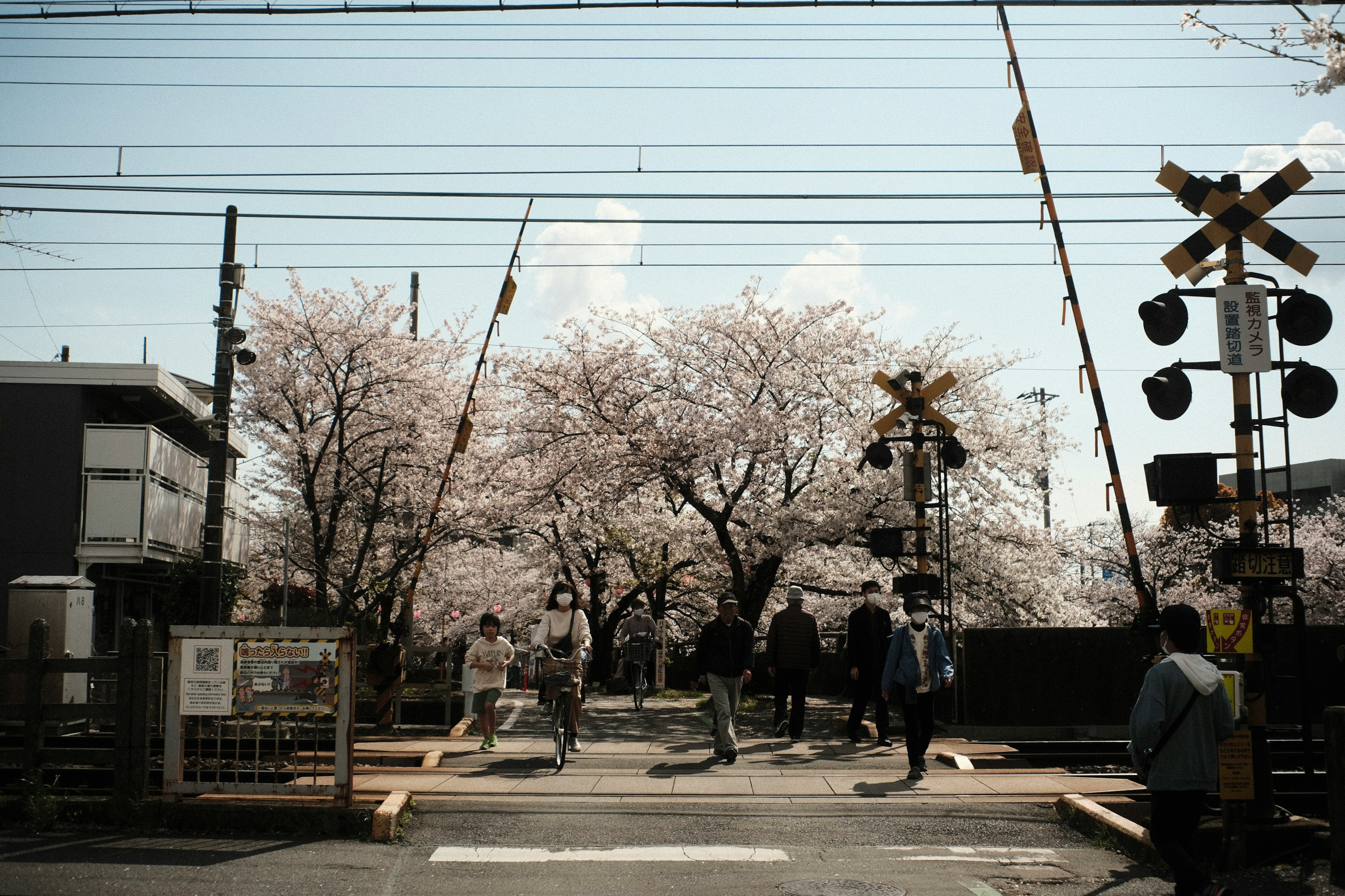 People gathered at a railway crossing with blooming cherry blossom trees