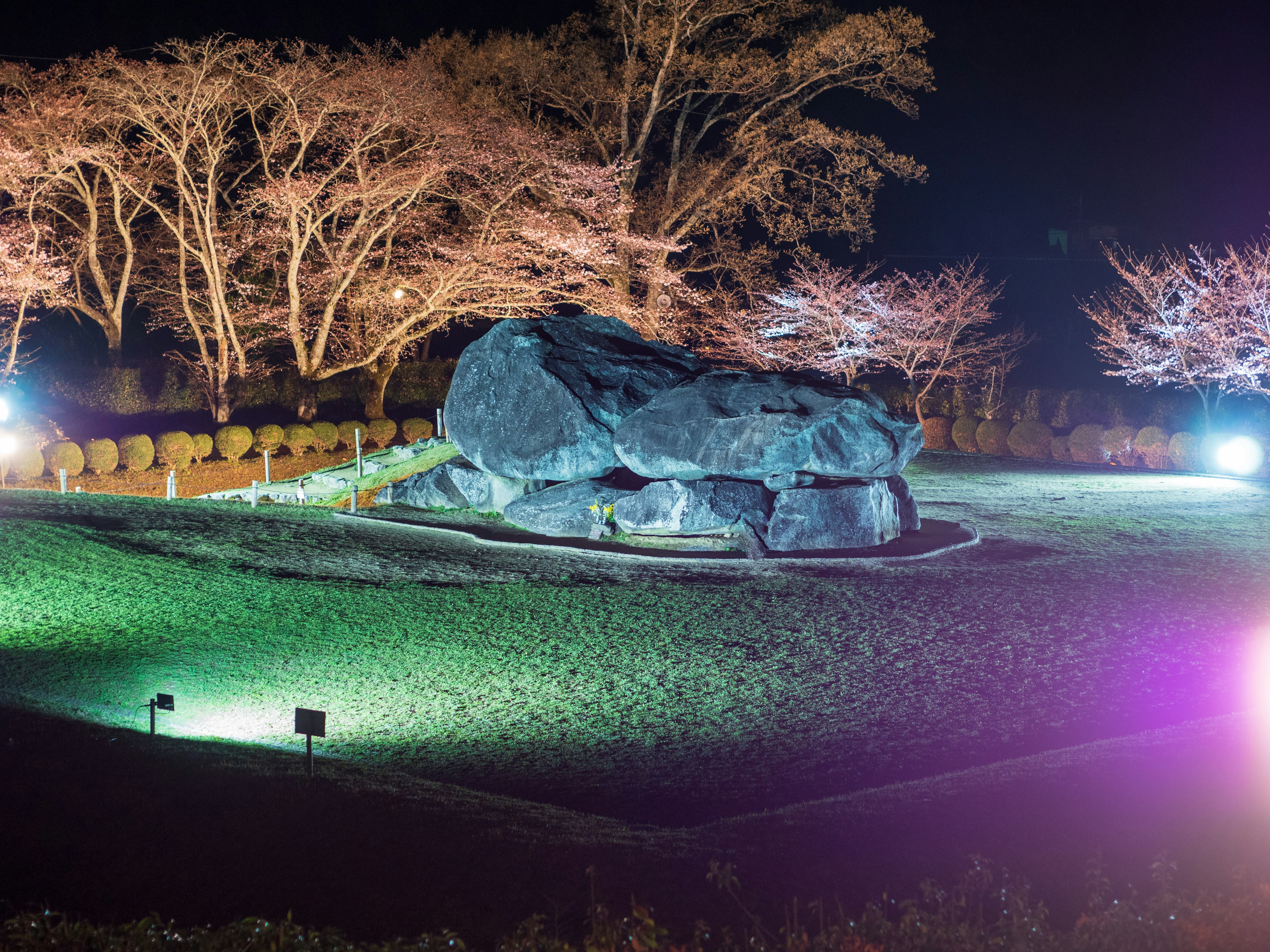 Vista notturna di una grande roccia circondata da alberi di ciliegio illuminati da luci colorate