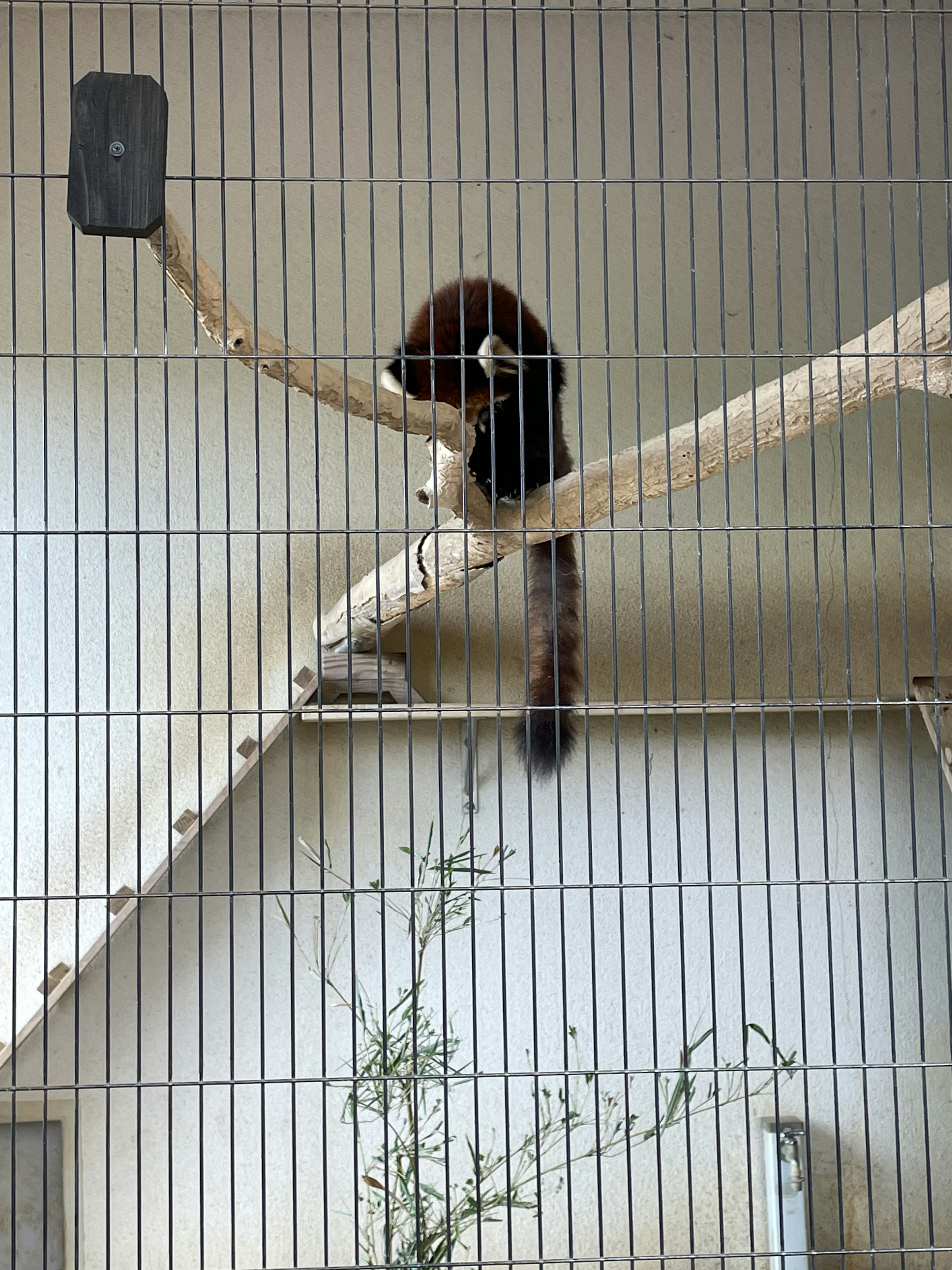 ケージ内の木の枝にいる動物の上半身と長い尾