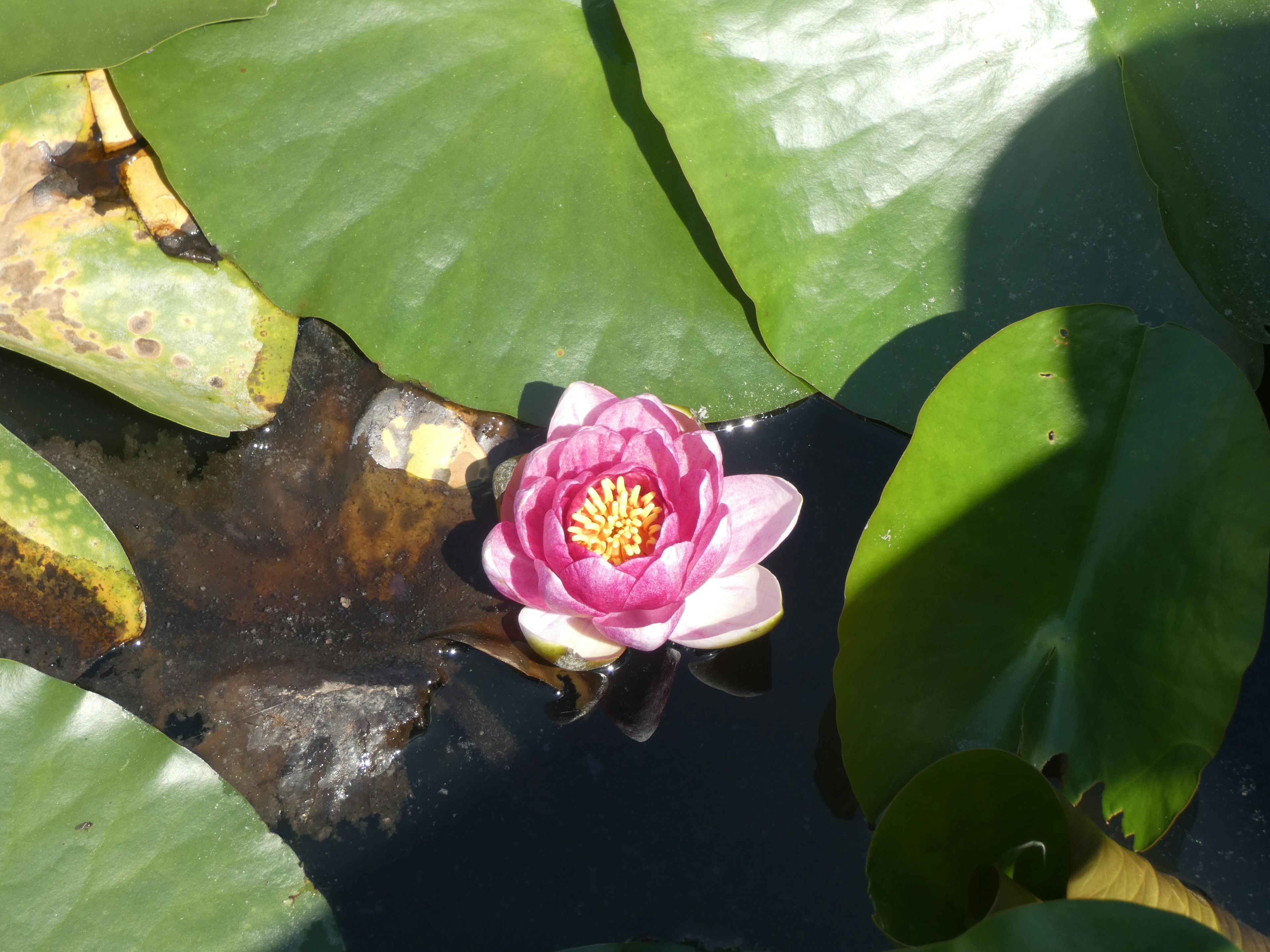 A beautiful pink water lily floating on the water with green leaves