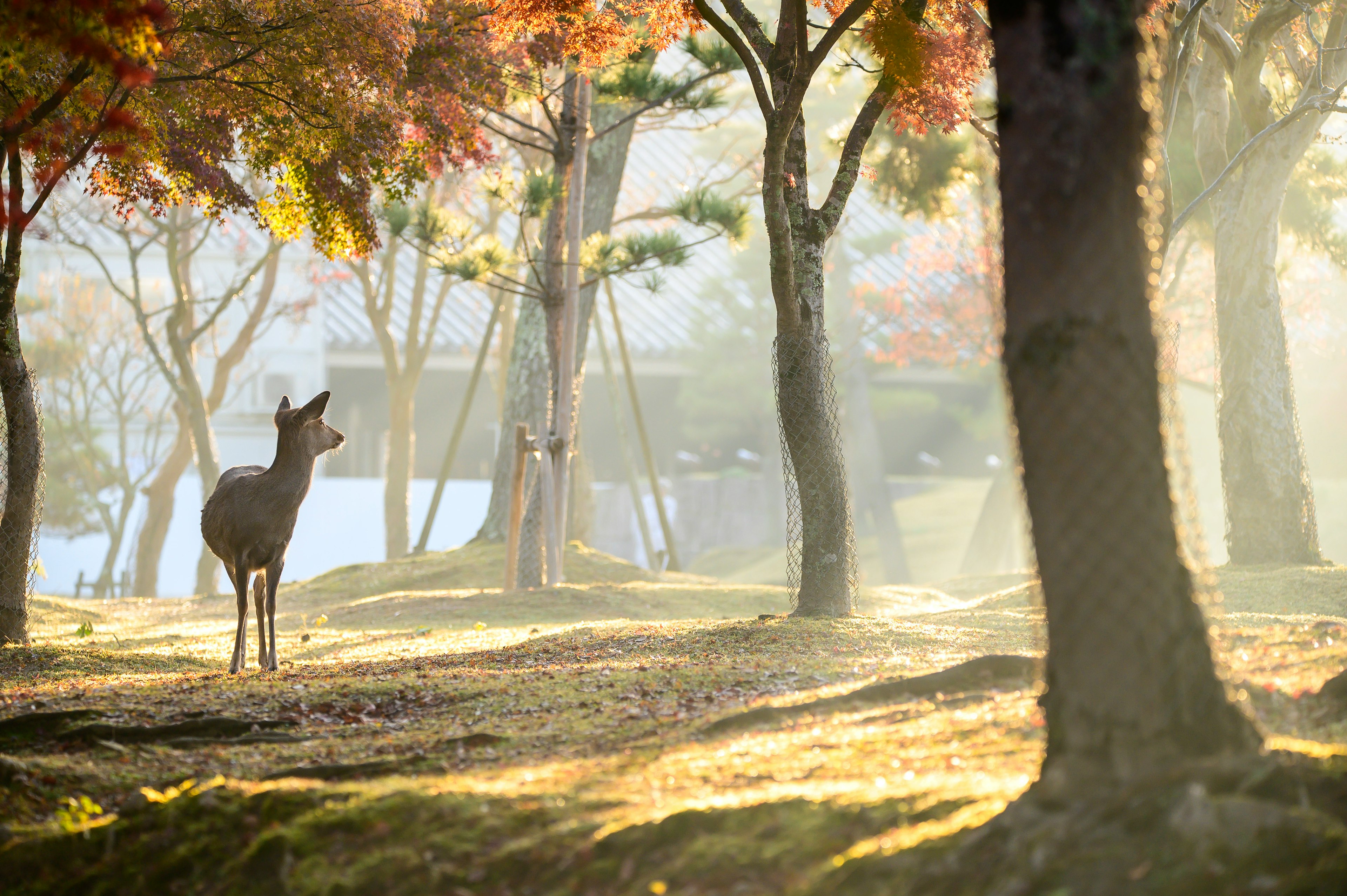 A deer standing in a serene autumn landscape with sunlight filtering through trees