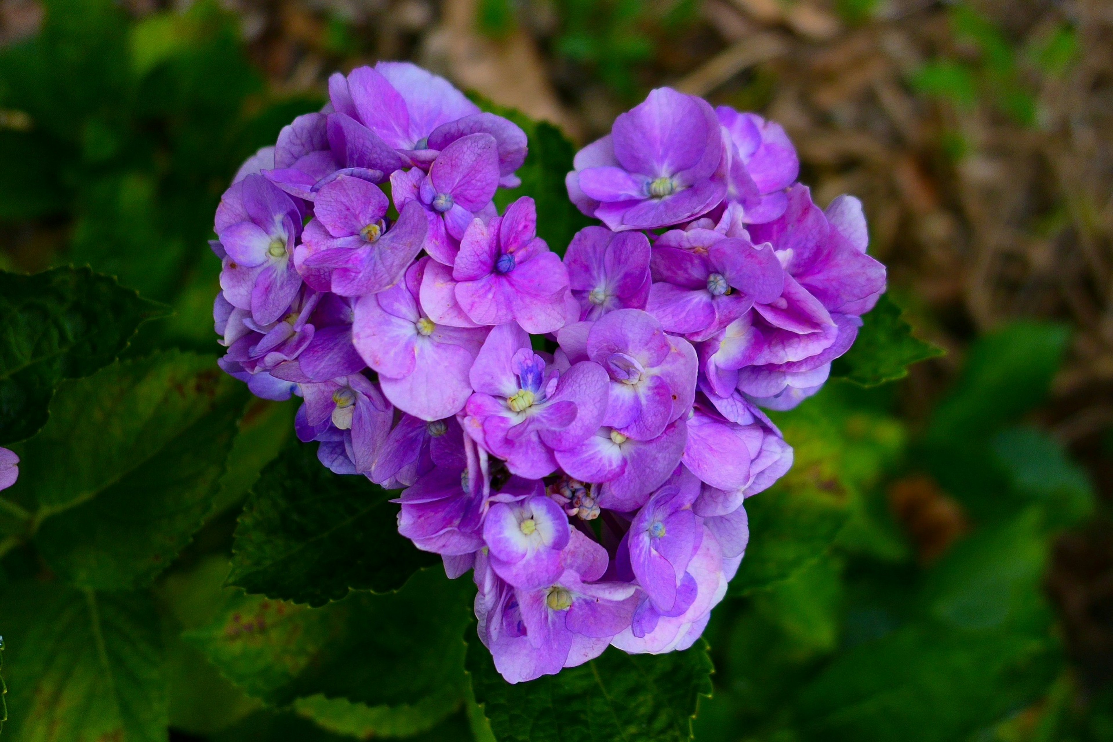 ハート型の紫色の花が集まった美しい植物