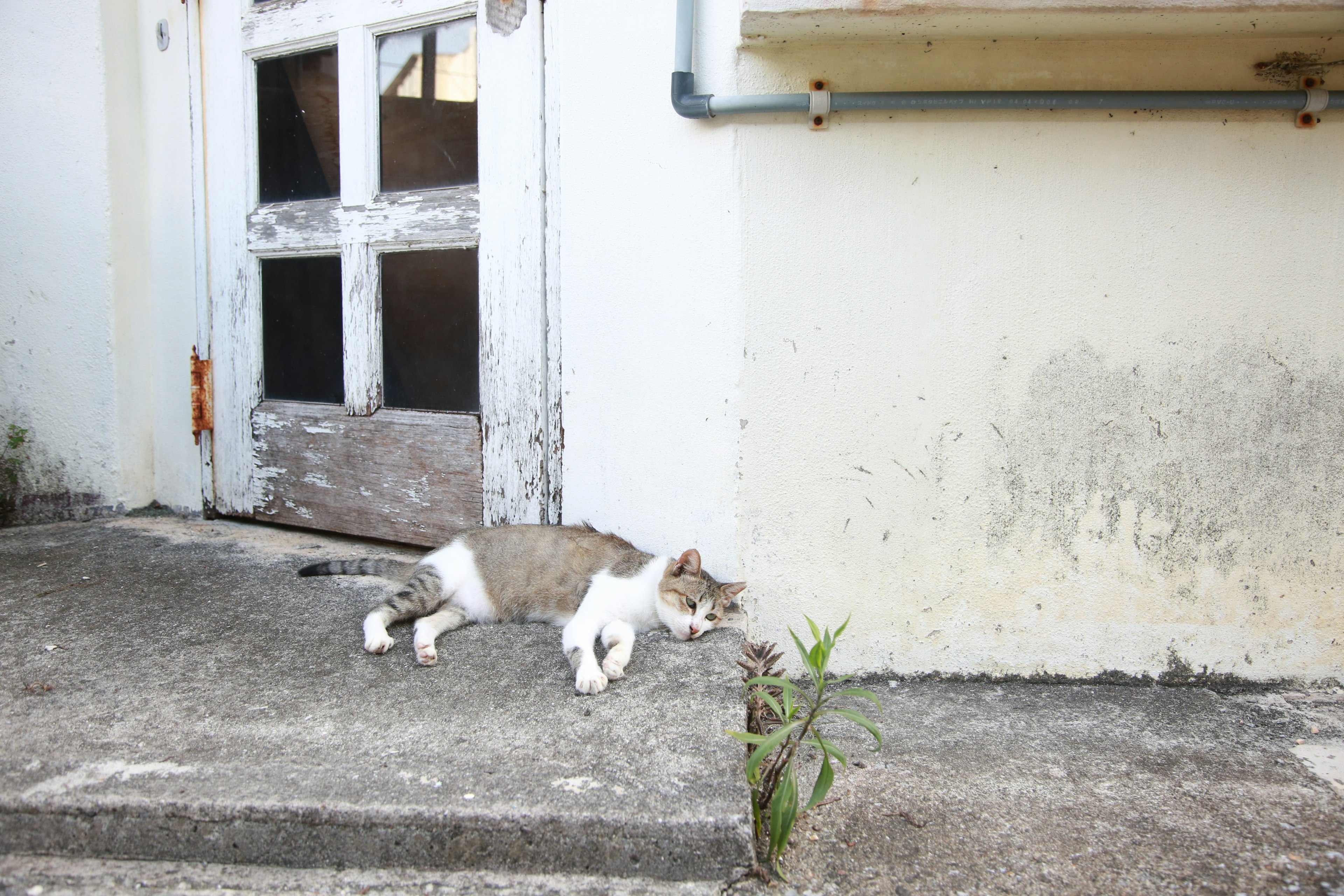 Eine Katze liegt vor einer alten Tür