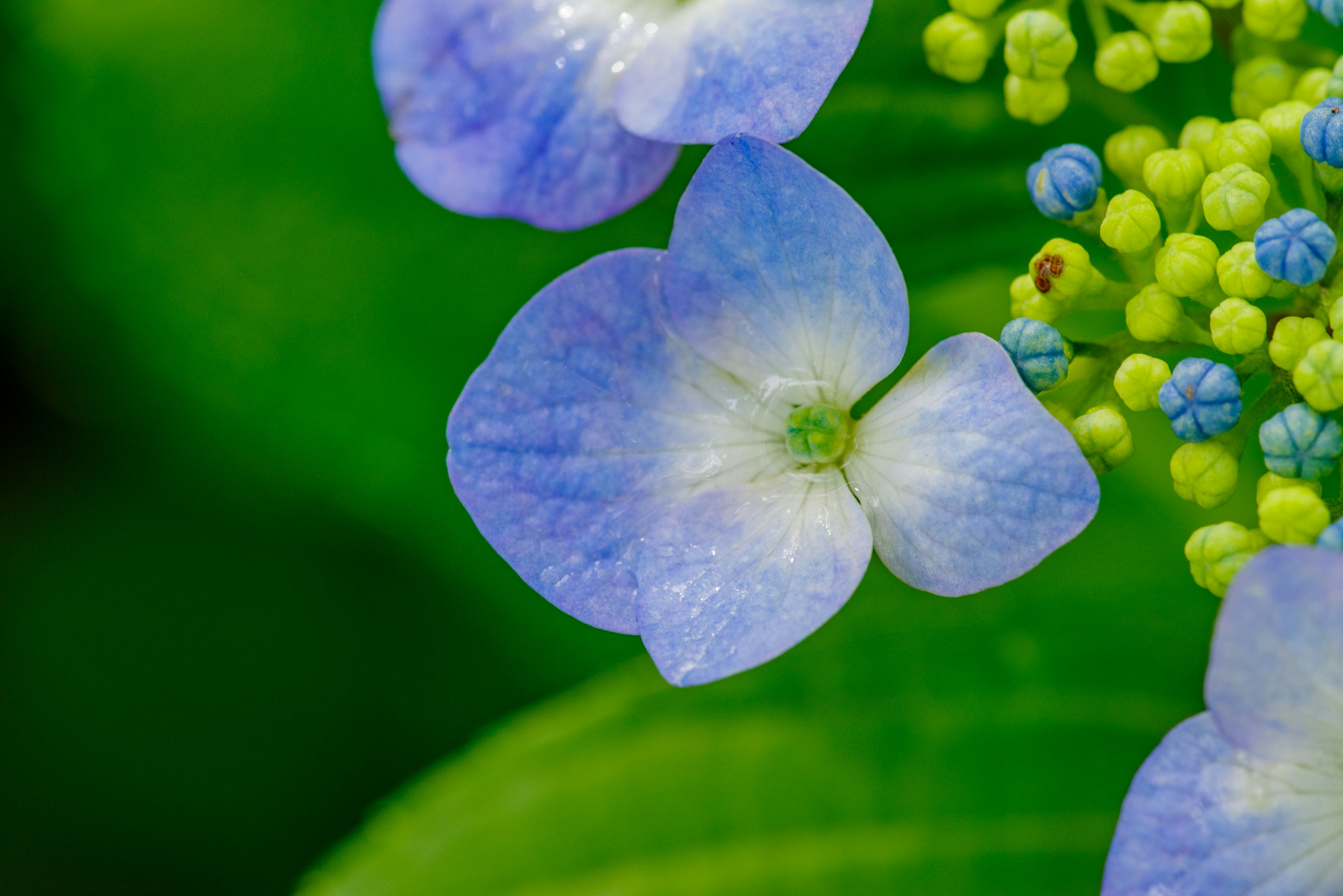 Tutup dekat kelopak bunga hydrangea biru dengan latar belakang hijau