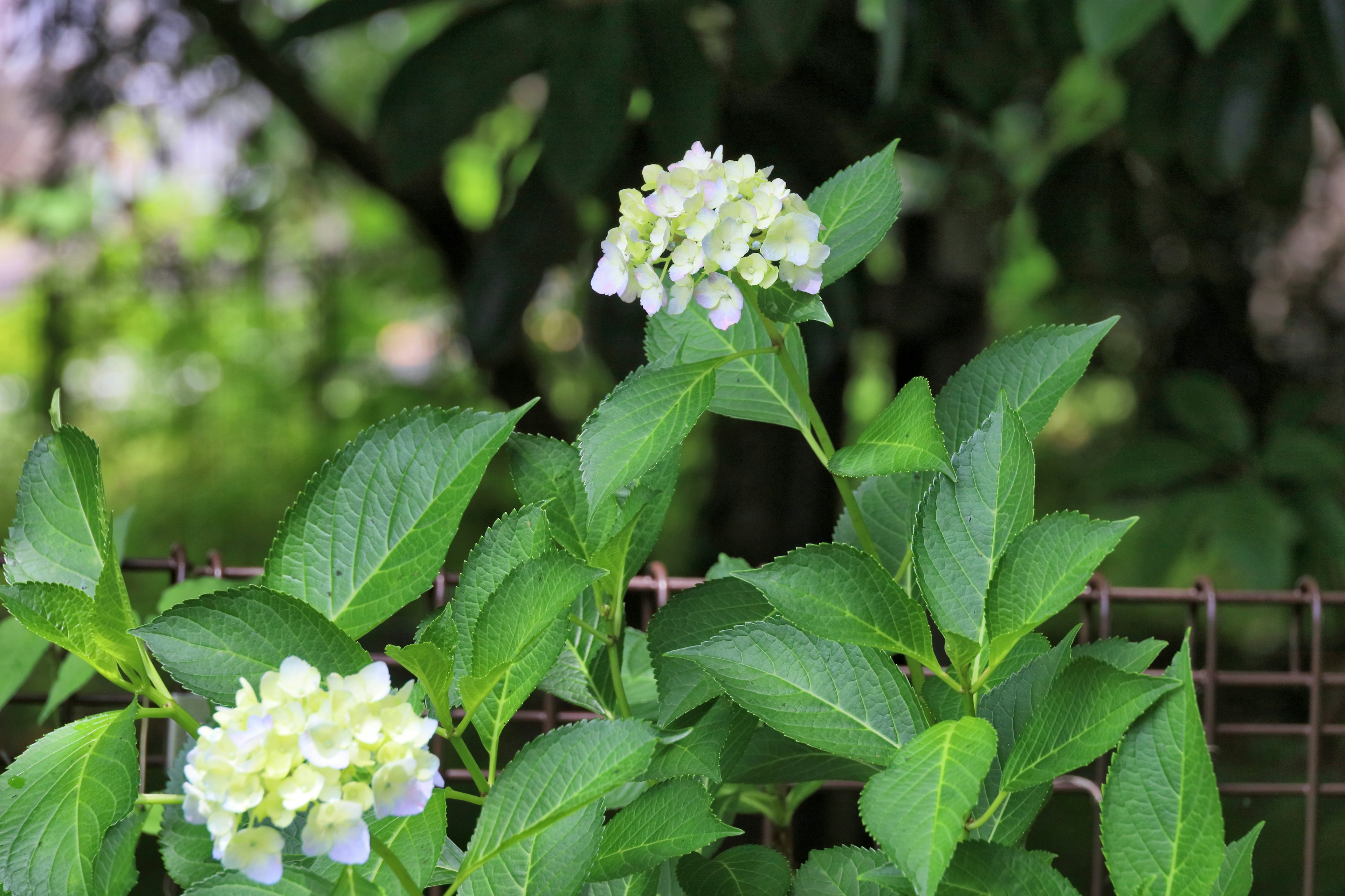 Acercamiento de una planta con hojas verdes y flores blancas