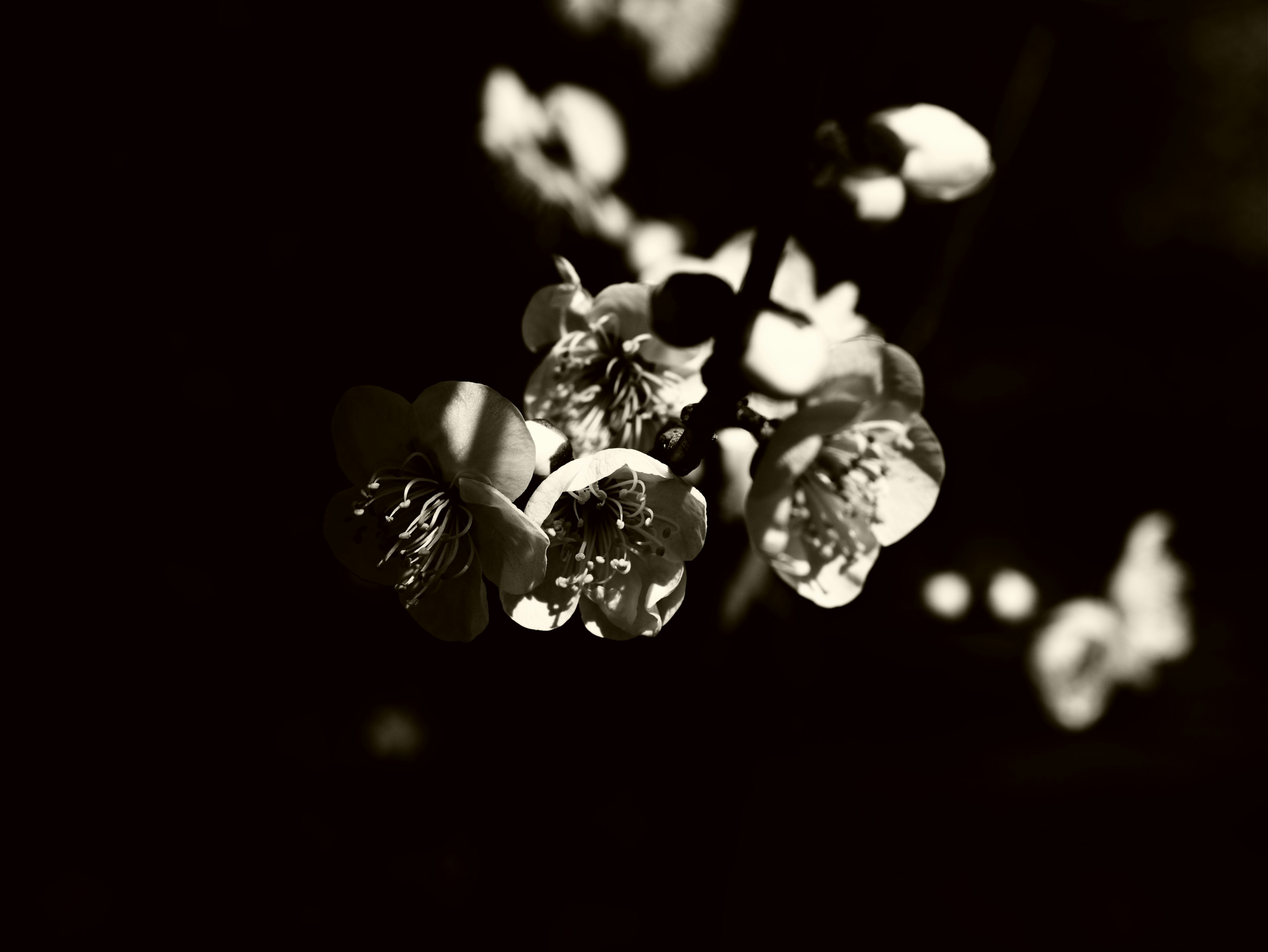 Monochrome image of white flowers against a dark background