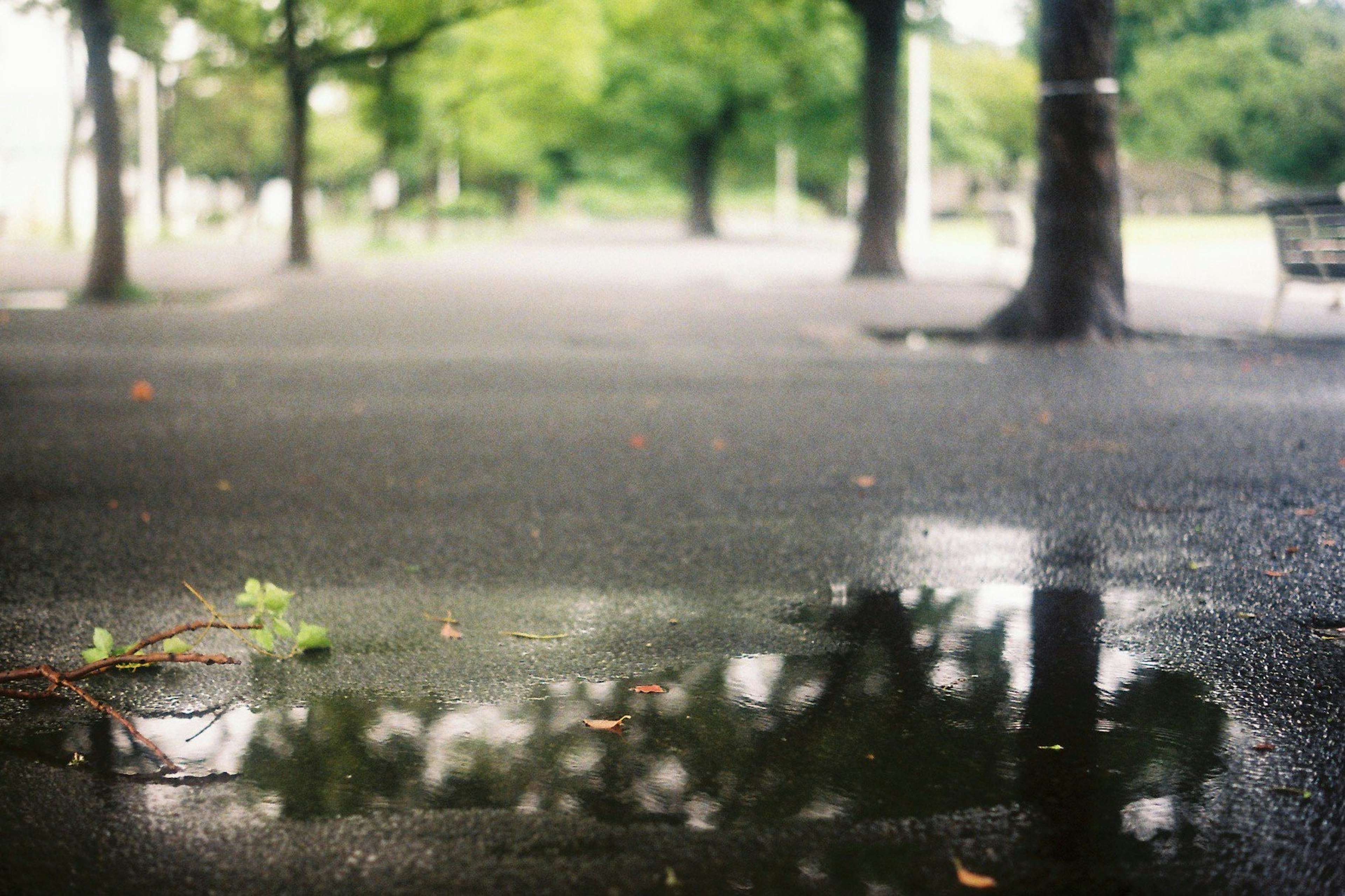 Refleksi pohon hijau di genangan air di jalan basah