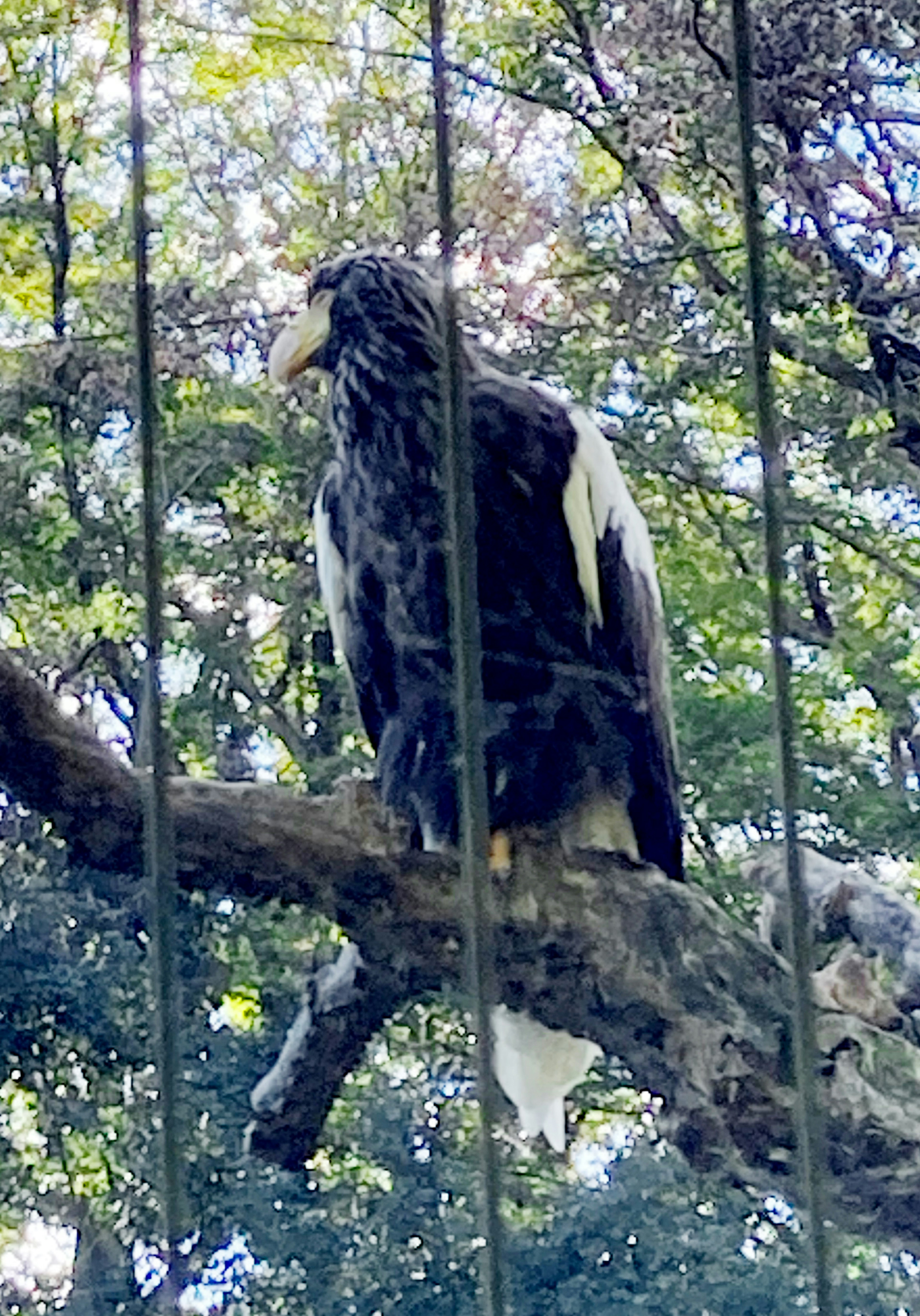 Un águila calva posada en una rama rodeada de vegetación