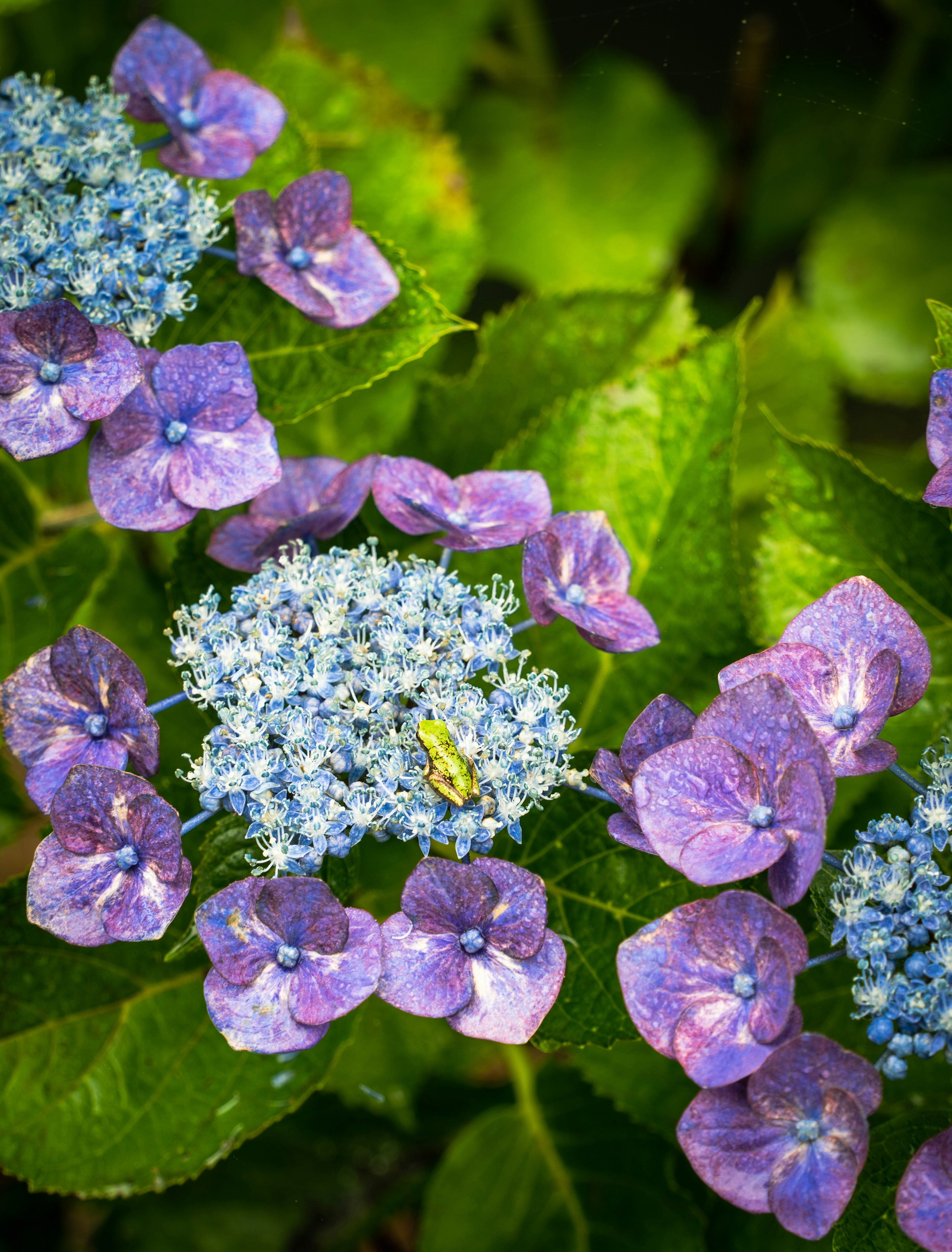 Acercamiento de hortensias con flores moradas y azules