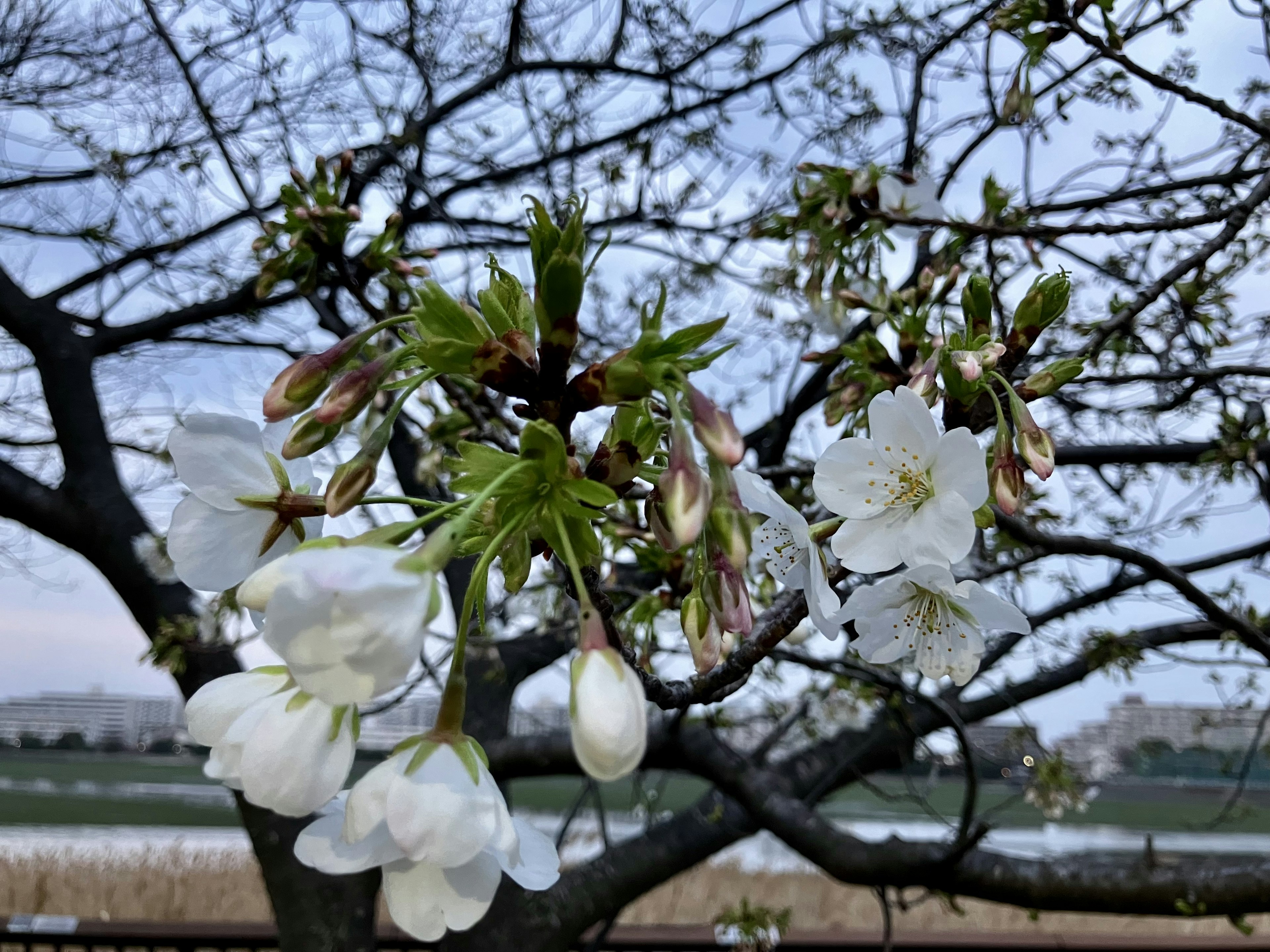 กิ่งซากุระที่มีดอกไม้สีขาวบานและตา