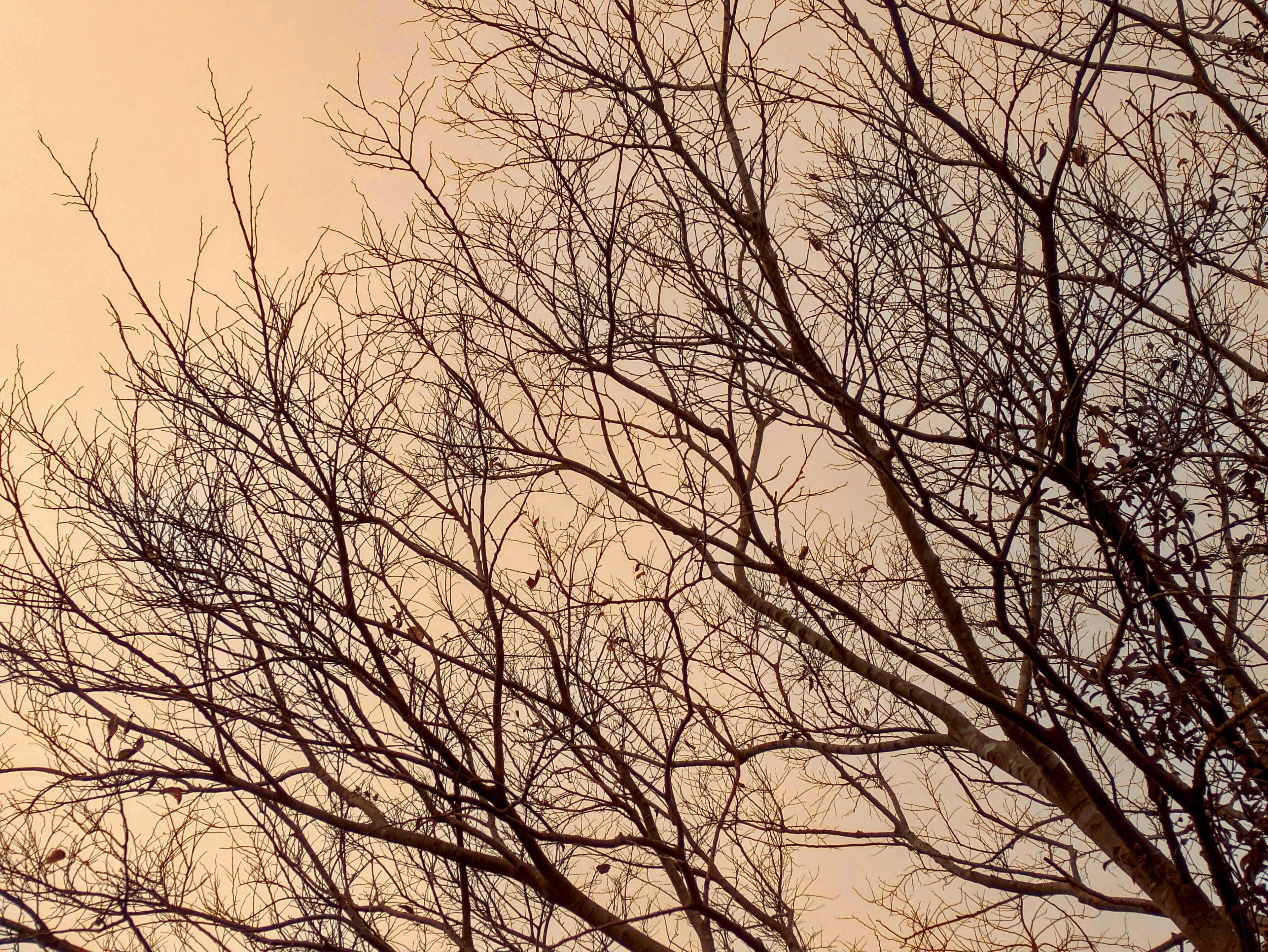 Silhouetted branches of a tree against a twilight sky