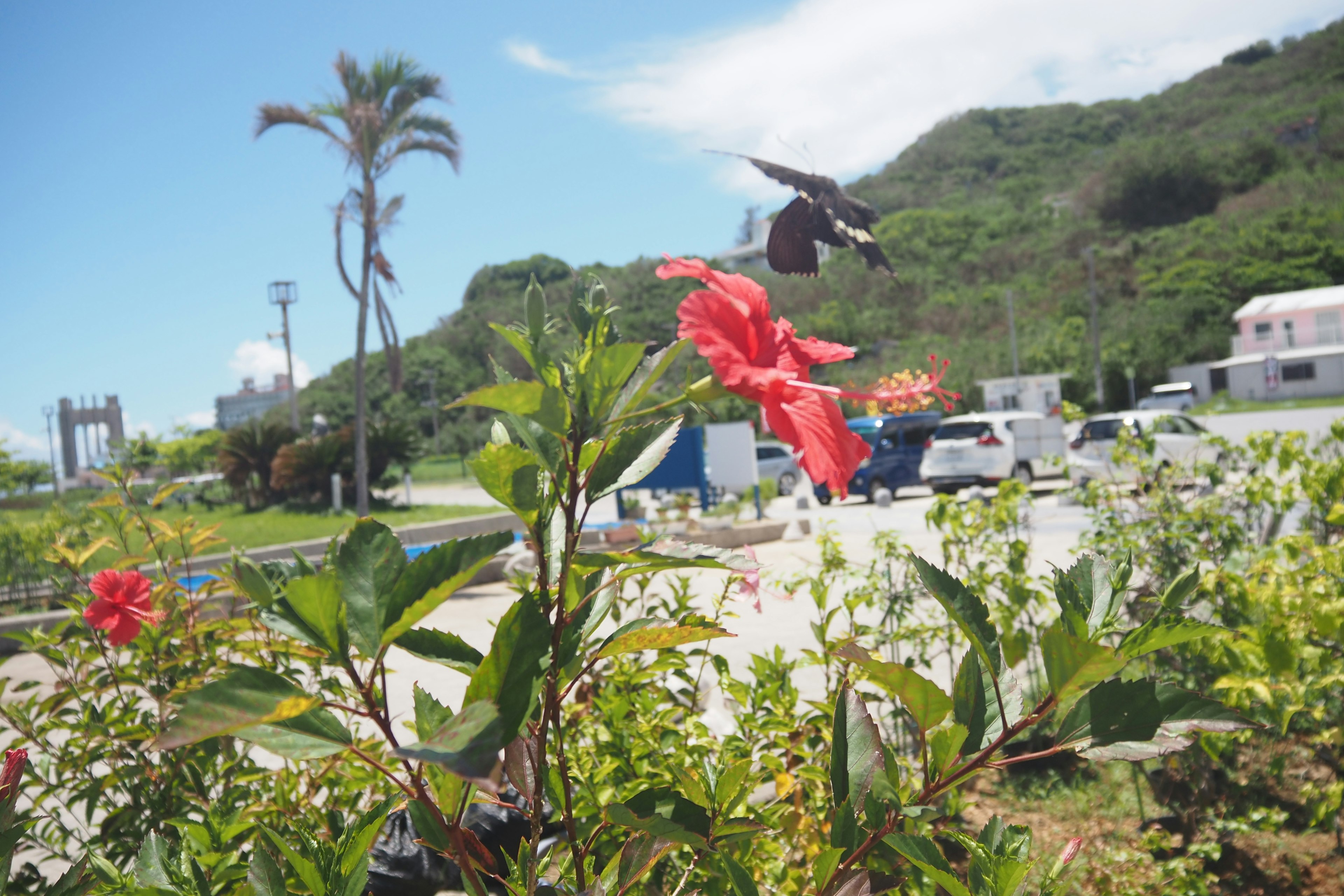 Un colibri planant près de fleurs rouges vibrantes dans un paysage verdoyant