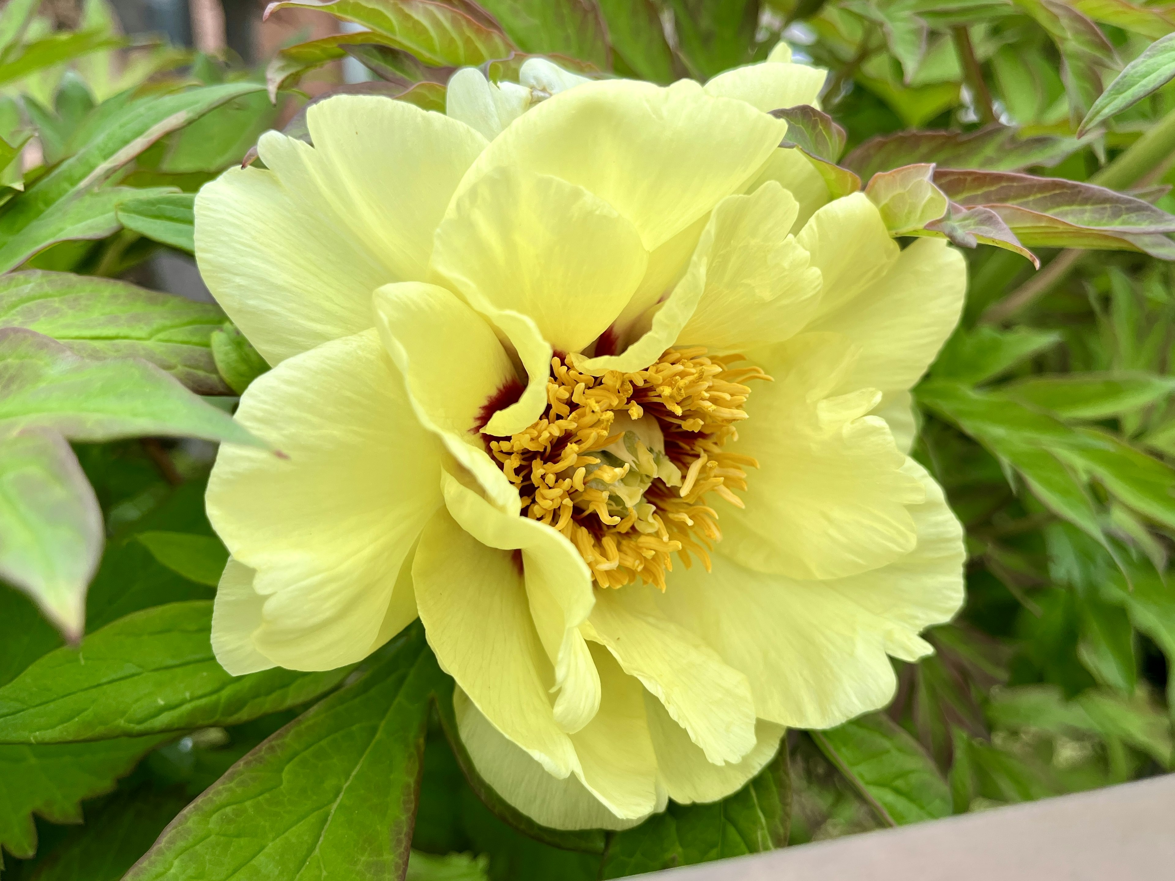 黄色の花が咲いている植物のクローズアップ