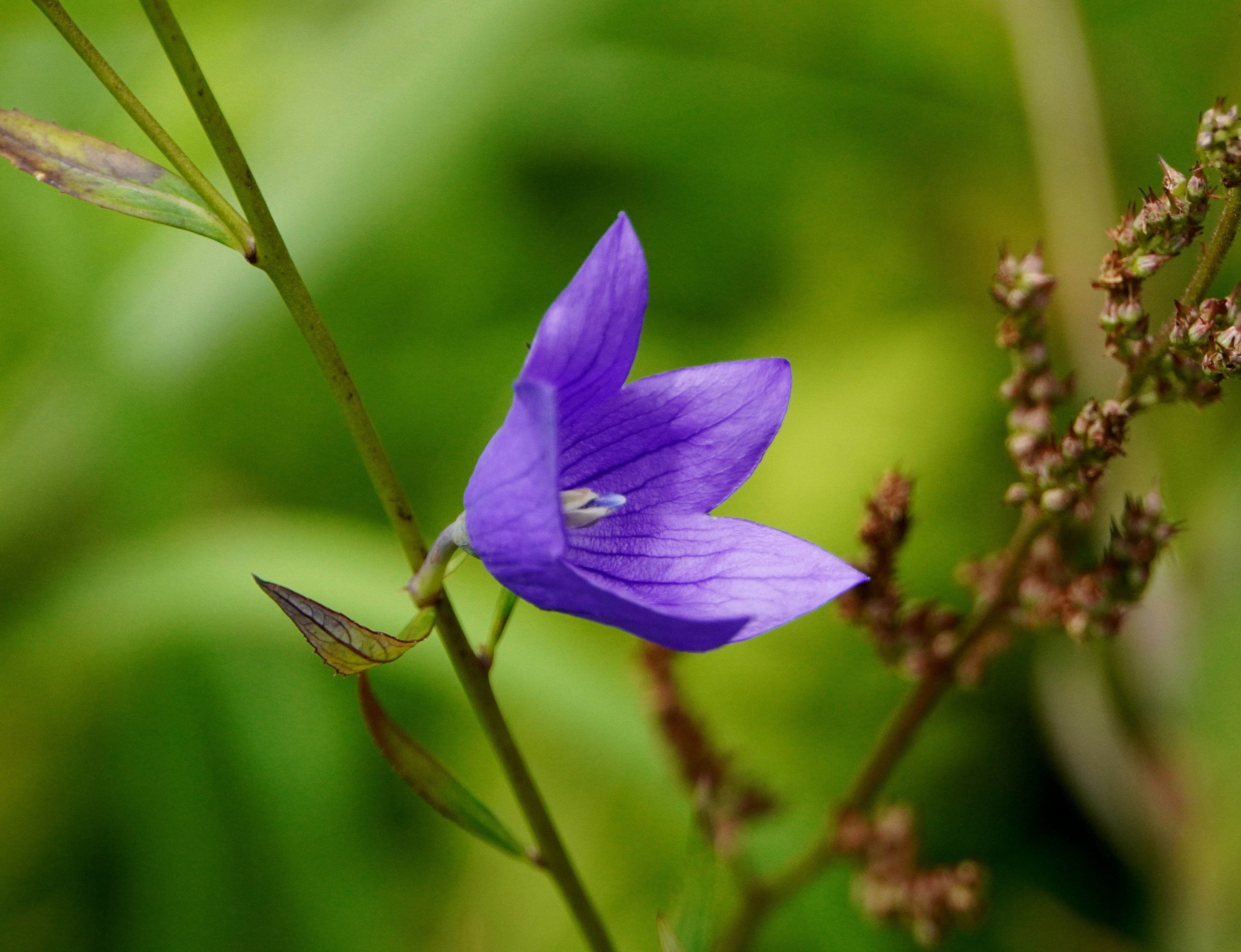 Lila Blume hebt sich vor grünem Hintergrund ab