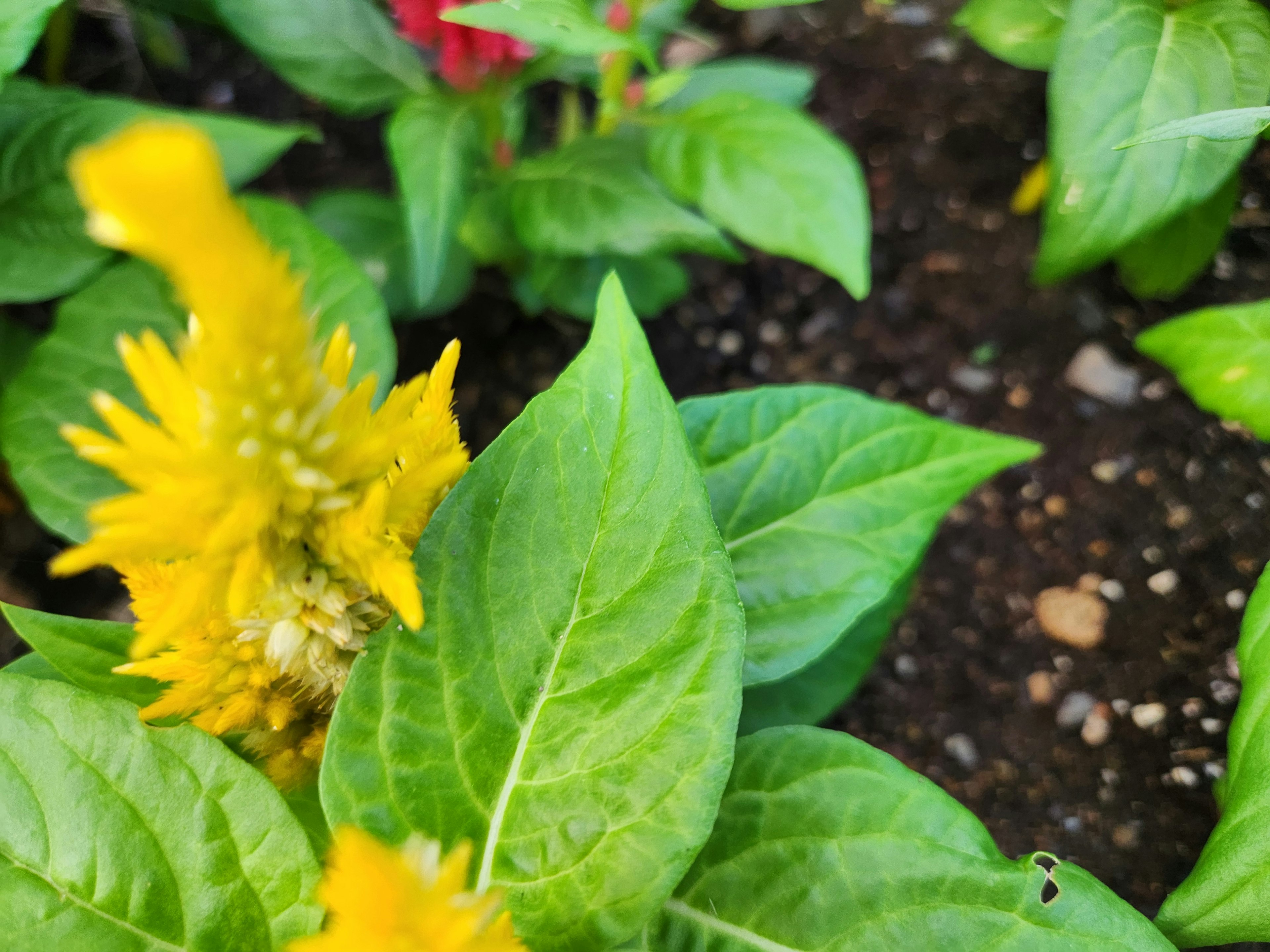 鮮やかな黄色の花と緑の葉が特徴の植物