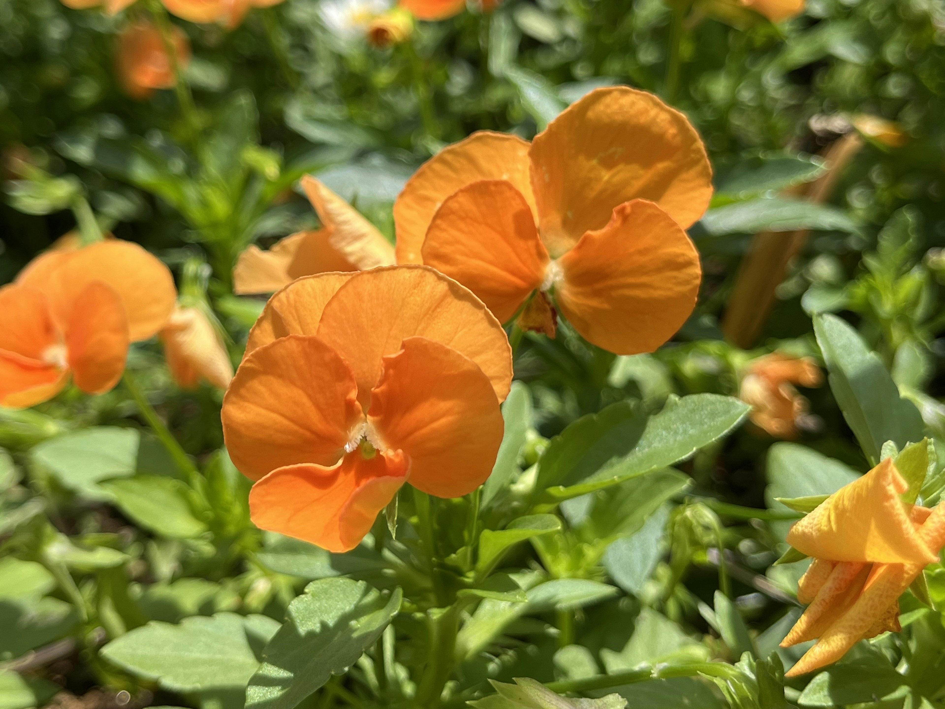 Nahaufnahme von orangefarbenen Blumen, die zwischen grünem Laub blühen