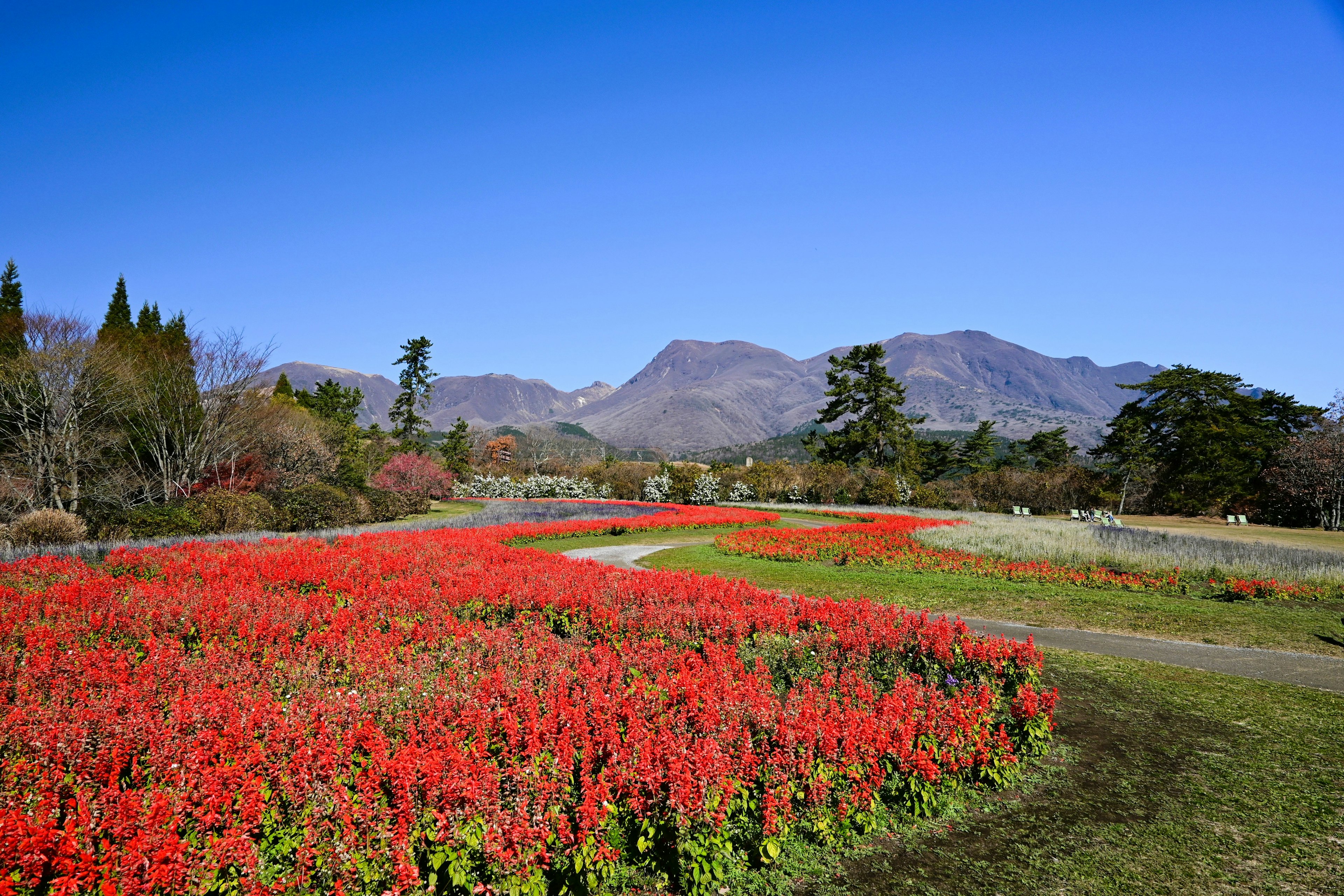 赤い花の広がる風景と山々の背景