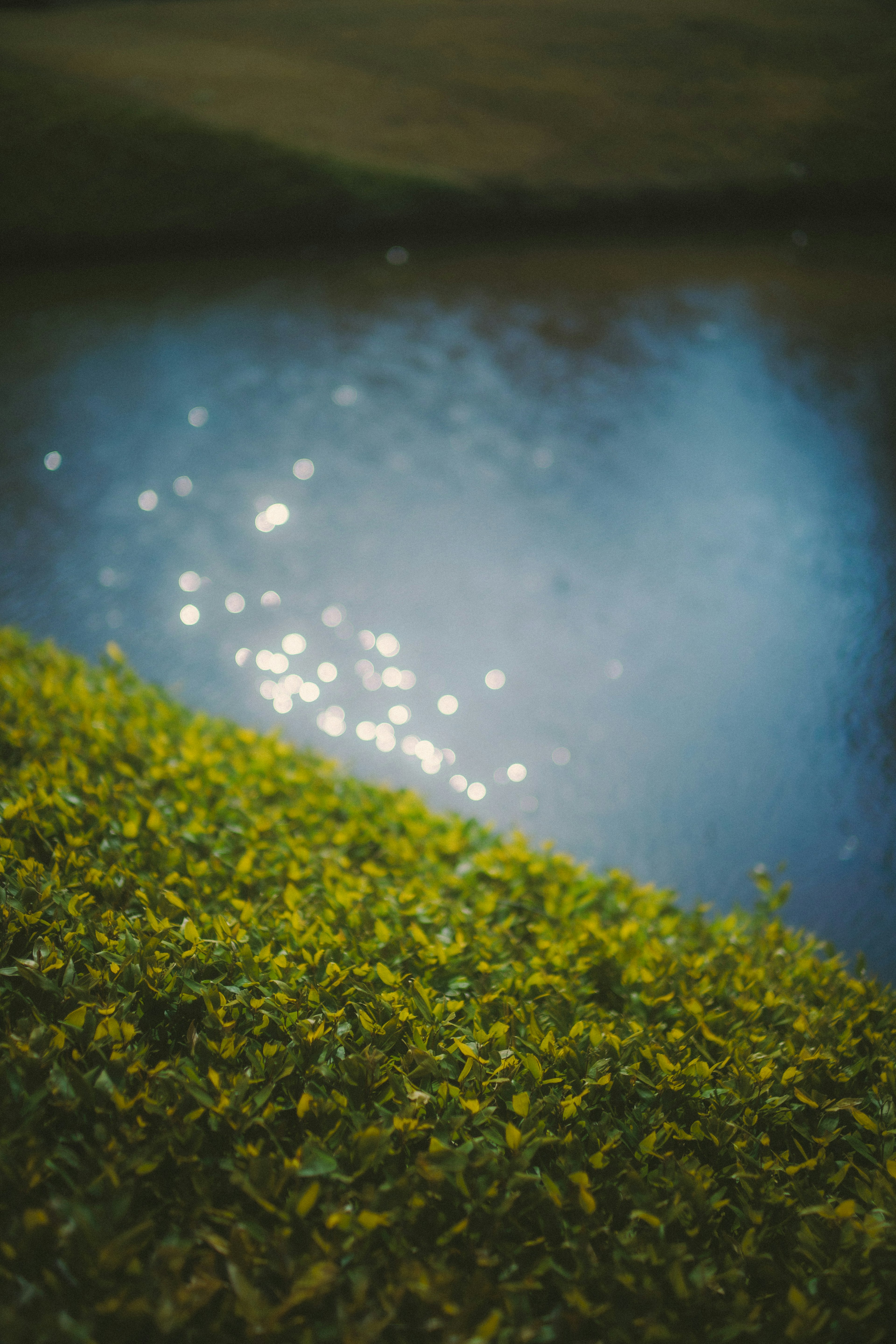 Gros plan sur de l'herbe verte et de la lumière scintillante sur une surface d'eau bleue