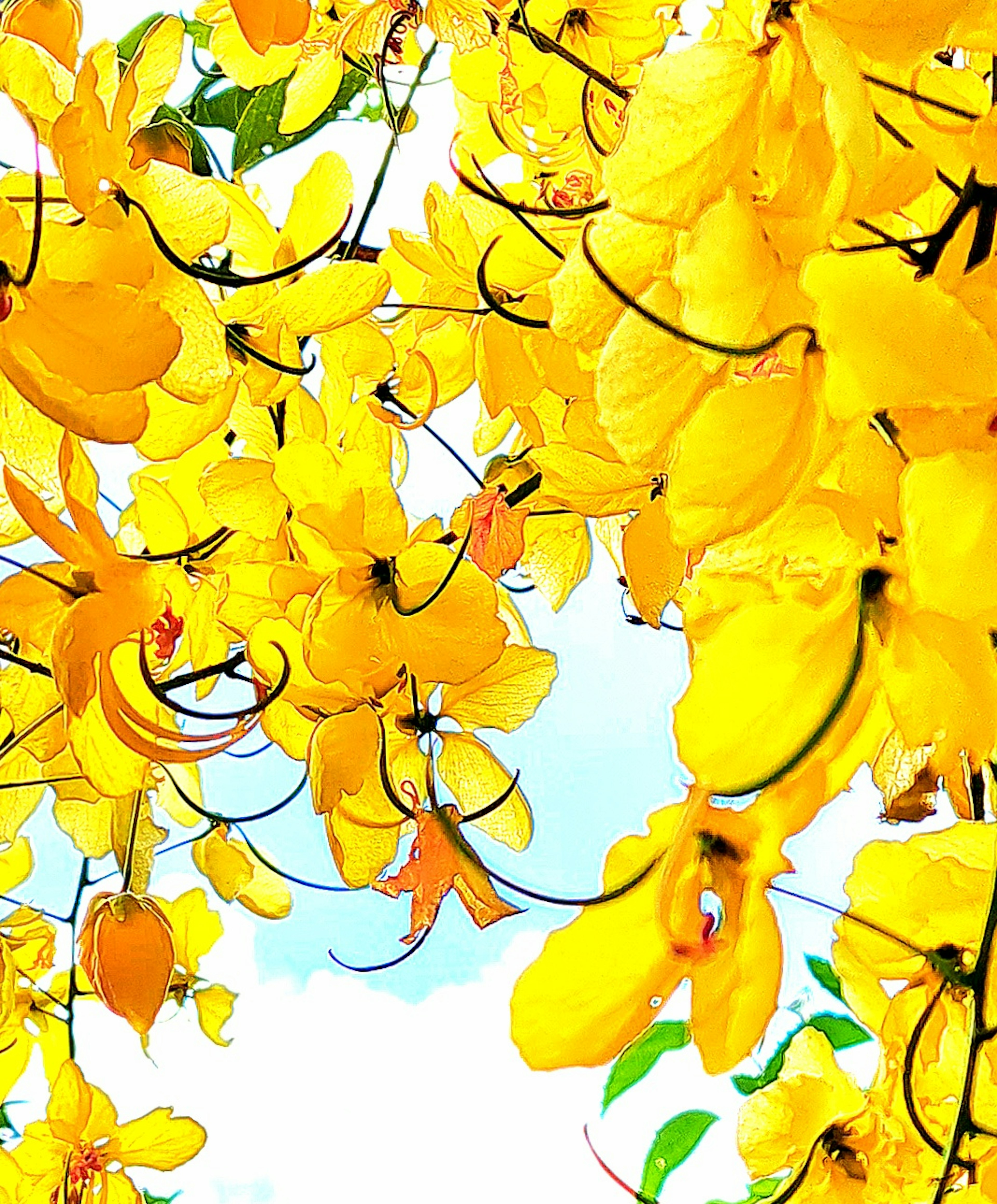 Vibrant yellow flowers blooming towards the sky