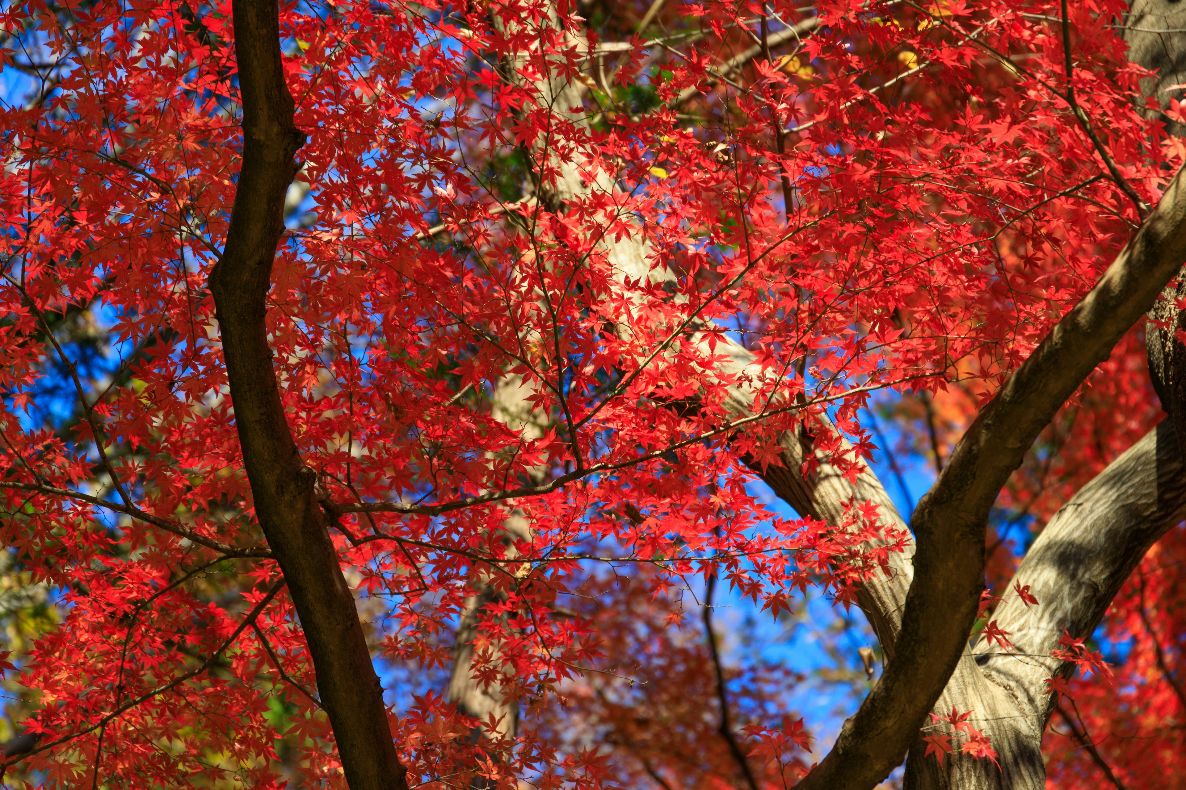 鮮豔的紅葉在樹上，背景是藍天