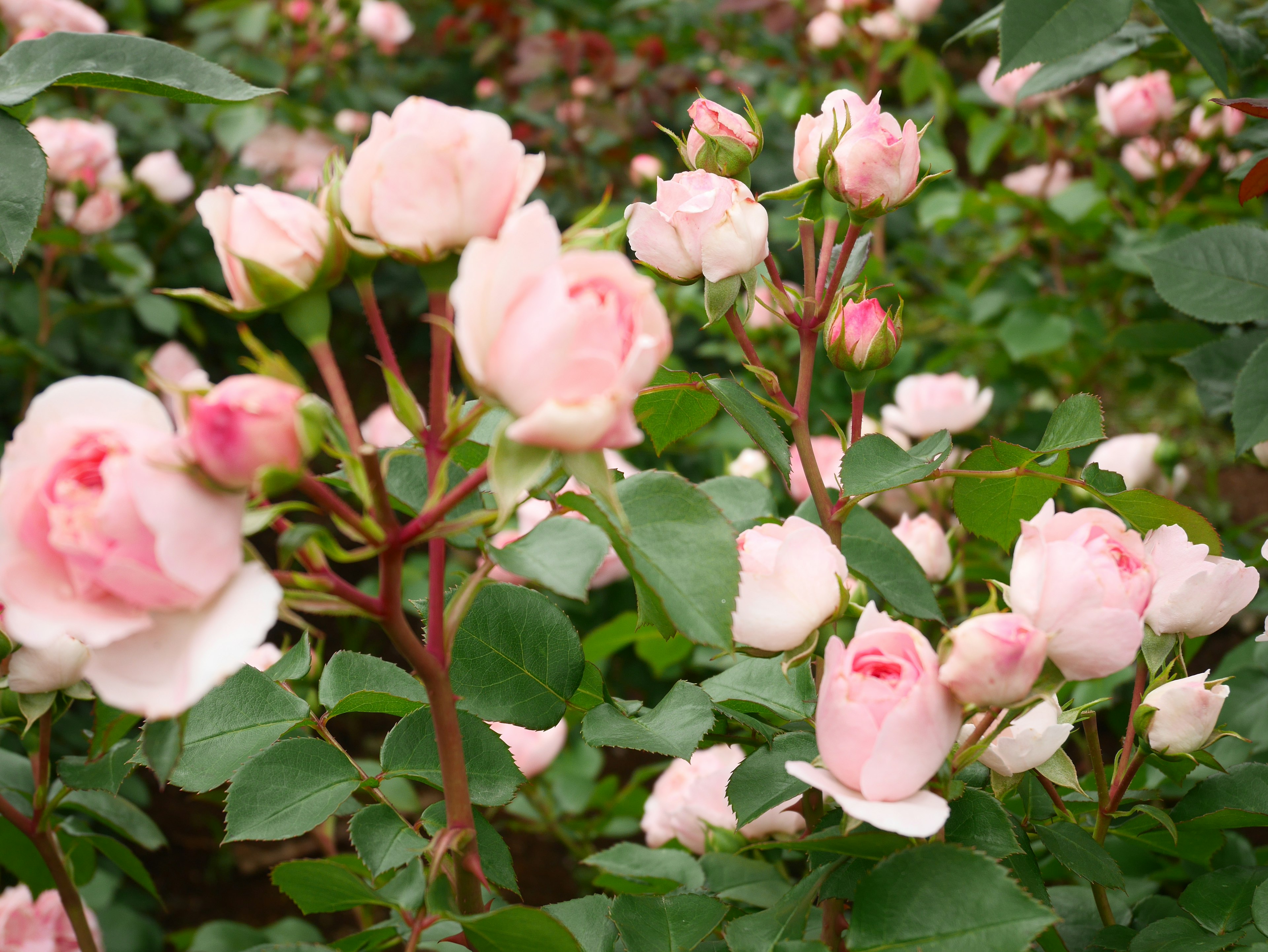 Pemandangan taman dengan mawar pink muda yang mekar