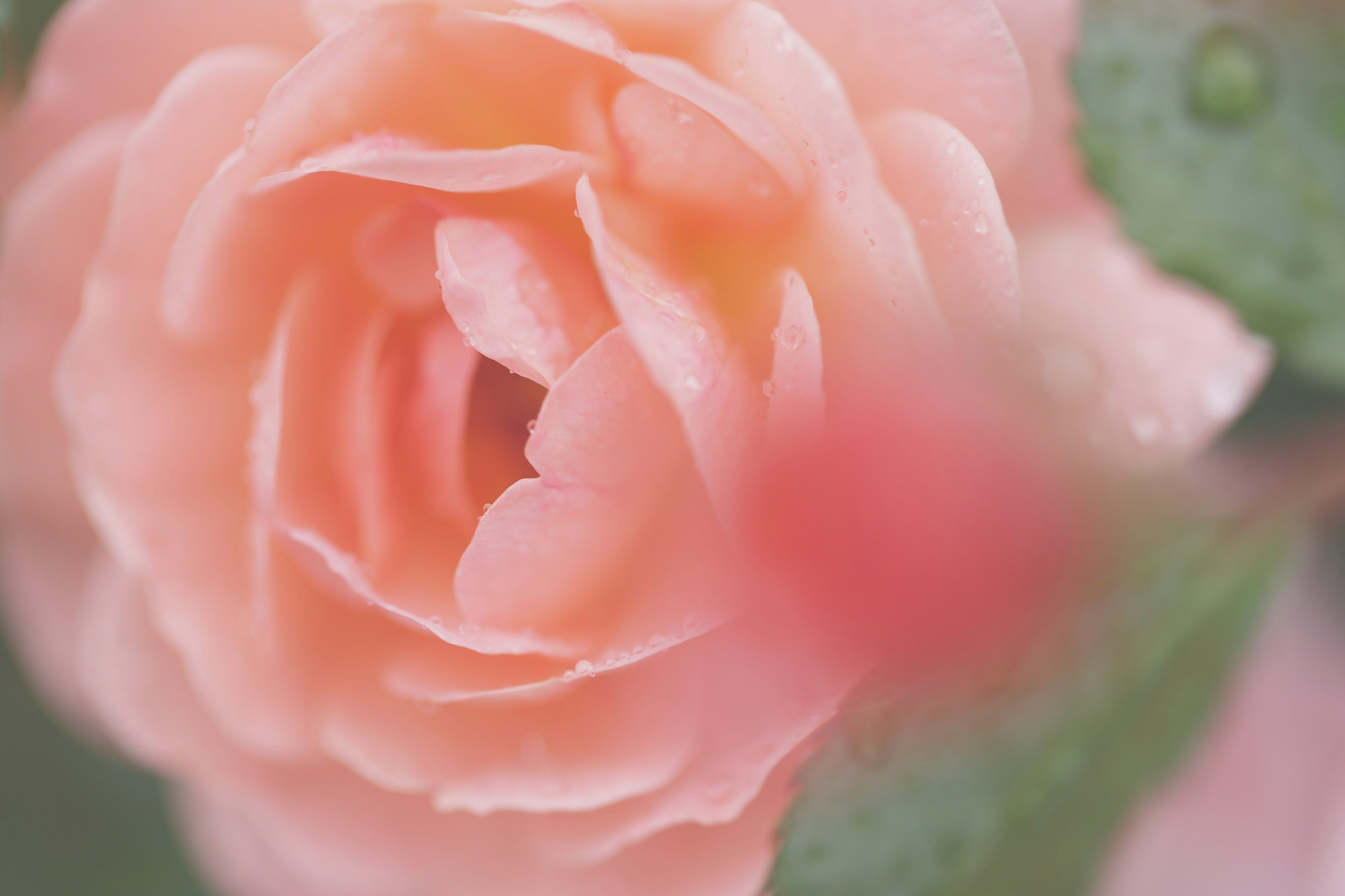 Close-up of a soft pink rose with dew drops on petals