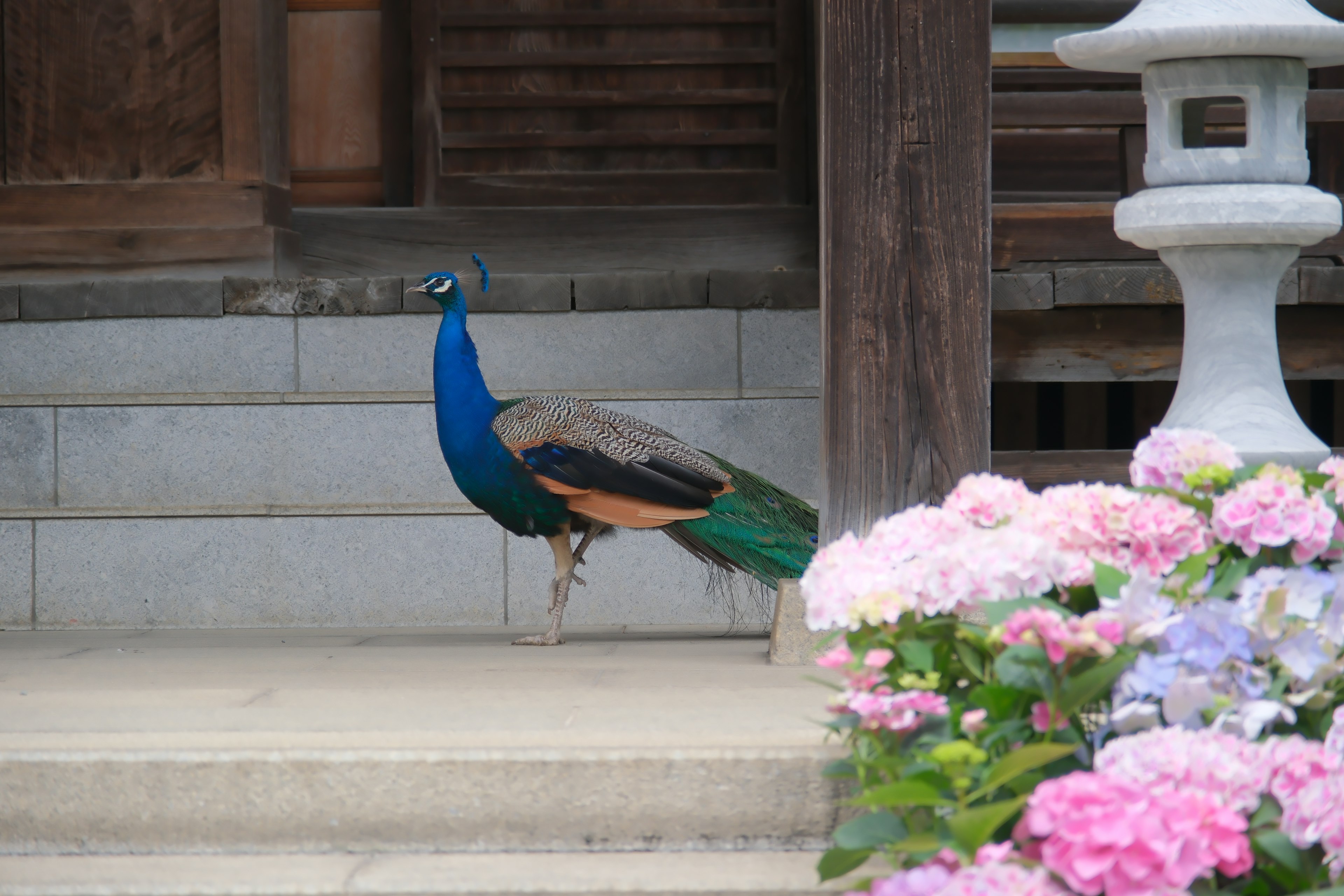 A beautiful peacock standing in front of flowers in a traditional garden